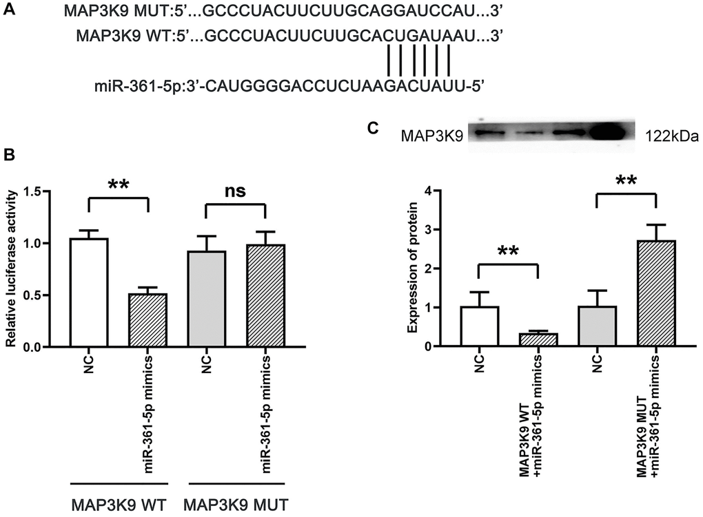 Association between MAP3K9 and miR-361-5p. (A) Prediction of MAP3K9 targeting by miR-361-5p using TargetScan. (B) The association between miR-361-5p and MAP3K9 was verified by the dual luciferase reporter gene assay. (C) Protein band diagram and relative protein expression statistics of MAP3K9. N = 3; **P nsP > 0.05, MAP3K9 MUT+NC vs. MAP3K9 MUT+miR-361-5p mimics.