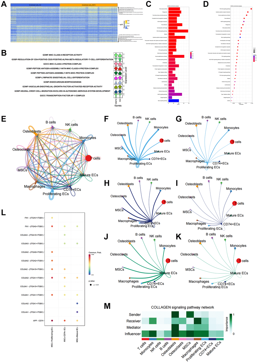 scRNA-seq analysis of the inter-cellular communication and DEGs in ECs. (A, B) GO enrichment analysis of DEGs in ECs. Heat map and violin plot showing top 5 up- or down-regulated signaling pathways in ECs. (C, D) KEGG enrichment analysis of DEGs in ECs. (E) Capacity for inter-cellular communication between ECs and other cells. (F, G) The counts and weights of ligand receptors among proliferating ECs and other cells. (H, I) The counts and weights of ligand receptors among CD74+ ECs and other cells. (J, K) The counts and weights of ligand receptors among mature ECs and other cells. (L) Ligand-receptor interactions between MSCs and ECs. (M) Inter-cellular communication in Collagen signaling pathway network.