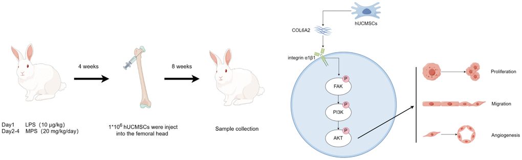 hUCMSCs promote steroid-induced ONFH repair by improving BMECs function.