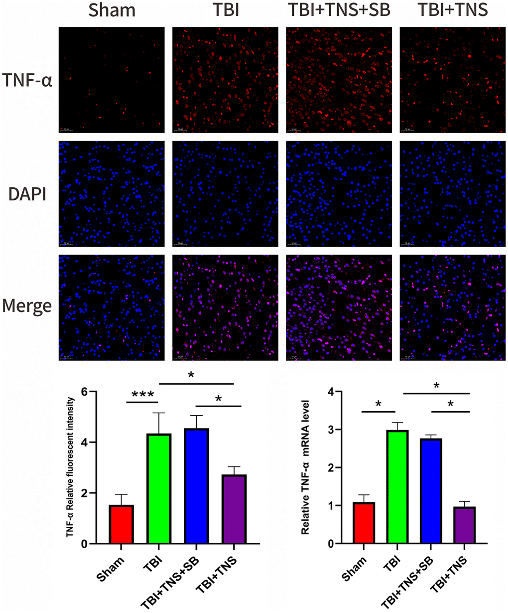Trigeminal nerve electrical stimulation (TNS) decreases tumor necrosis factor (TNF)-α levels after traumatic brain injury (TBI) via orexin-A (OX-A)/orexin receptor 1 (OX1R). Representative immunofluorescence staining and relative mRNA levels of TNF-α. Results are expressed as mean ± standard deviation (SD; *P **P ***P 