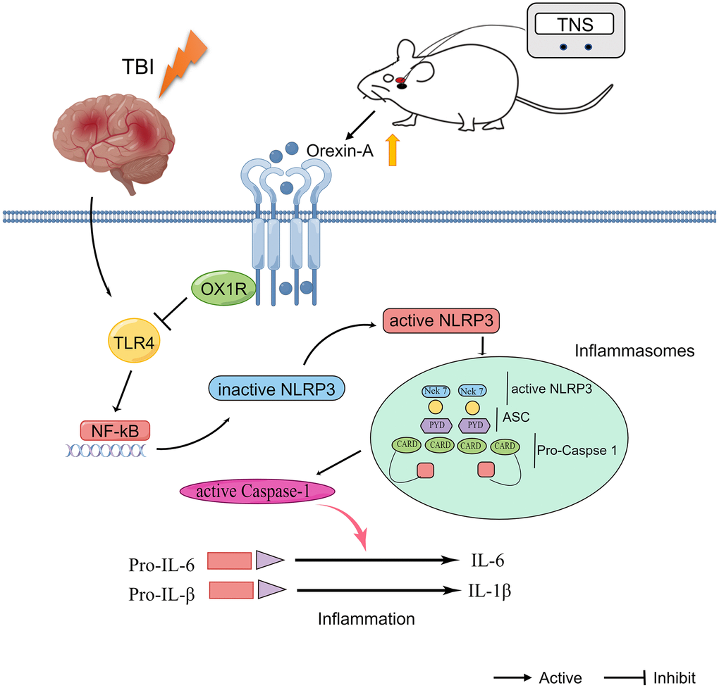 Schematic diagram depicting the potential mechanism and protective effects of trigeminal nerve electrical stimulation (TNS) on traumatic brain injury (TBI). TNS exerts neuroprotective effects in TBI model rats through inhibition of inflammation mediated by orexin-A (OX-A)/orexin receptor 1 (OX1R)/toll-like receptor 4 (TLR4)/NF-κB (nuclear factor kappa B)/nucleotide-binding domain (NOD)-like receptor protein 3 (NLRP3) signaling pathway.