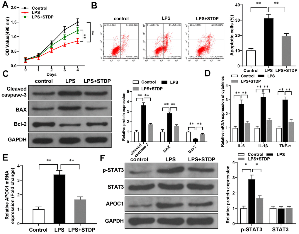 STDP can reverse LPS-induced cell inflammation and apoptosis in cardiomyocytes. Note: (A) MTT assay detected the viability of rat primary cardiomyocytes; (B) AnnexinV/PI staining and flow cytometry analyze the cell apoptosis of cardiomyocytes; (C) Western blot detected the expressions of Cleaved caspase-3, BAX and Bcl-2; (D, E) qRT-PCR detected the expressions of APOC1, IL-6, IL-1β and TNF-α in LPS-induced cardiomyocytes; (F) Western blot detected the expressions of STAT3 signal pathway related proteins. *P 