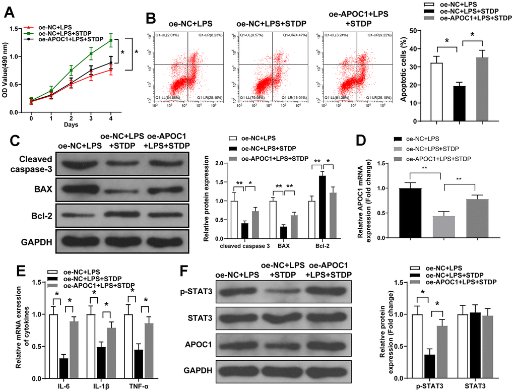 STDP regulates APOC1 expression to attenuate LPS-induced inflammation and apoptosis in cardiomyocytes. Note: (A) MTT assay detected the viability of rat primary cardiomyocytes; (B) AnnexinV/PI staining and flow cytometry analyze the cell apoptosis of cardiomyocytes; (C) Western blot detected the expressions of Cleaved caspase-3, BAX and Bcl-2; (D, E) qRT-PCR detected the expressions of APOC1, IL-6, IL-1β and TNF-α in LPS-induced cardiomyocytes; (F) Western blot detected the expressions of STAT3 signal pathway related proteins. *P 
