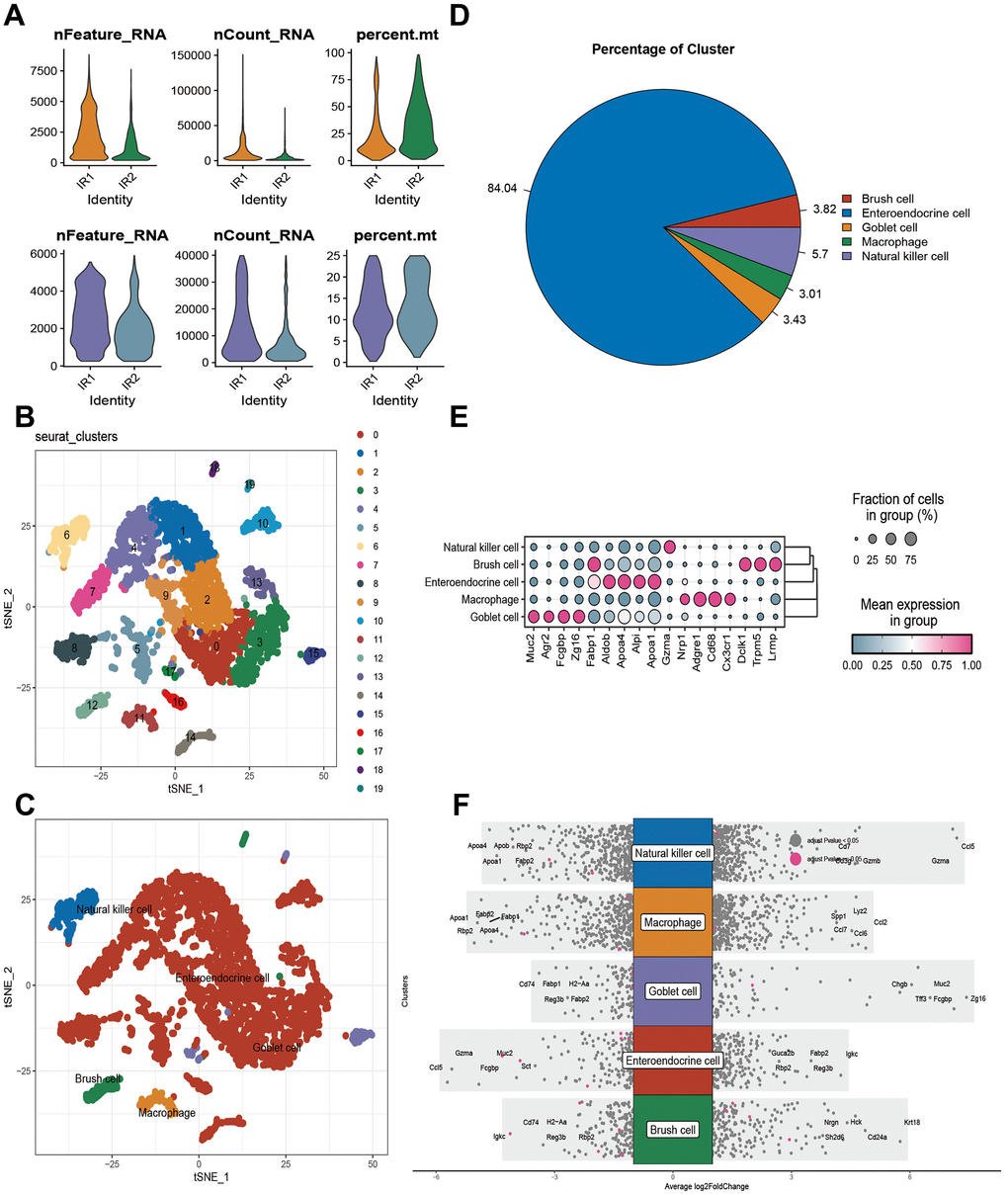 Results of single-cell analysis of the GSE190581 dataset. (A) Number of cells before and after quality control. (B) Results of subset analysis. (C) Cell annotation results. (D) Percentage of five cell names in GSE190581. (E) Marker expression in five cell types. (F) Differential gene expression between cells.