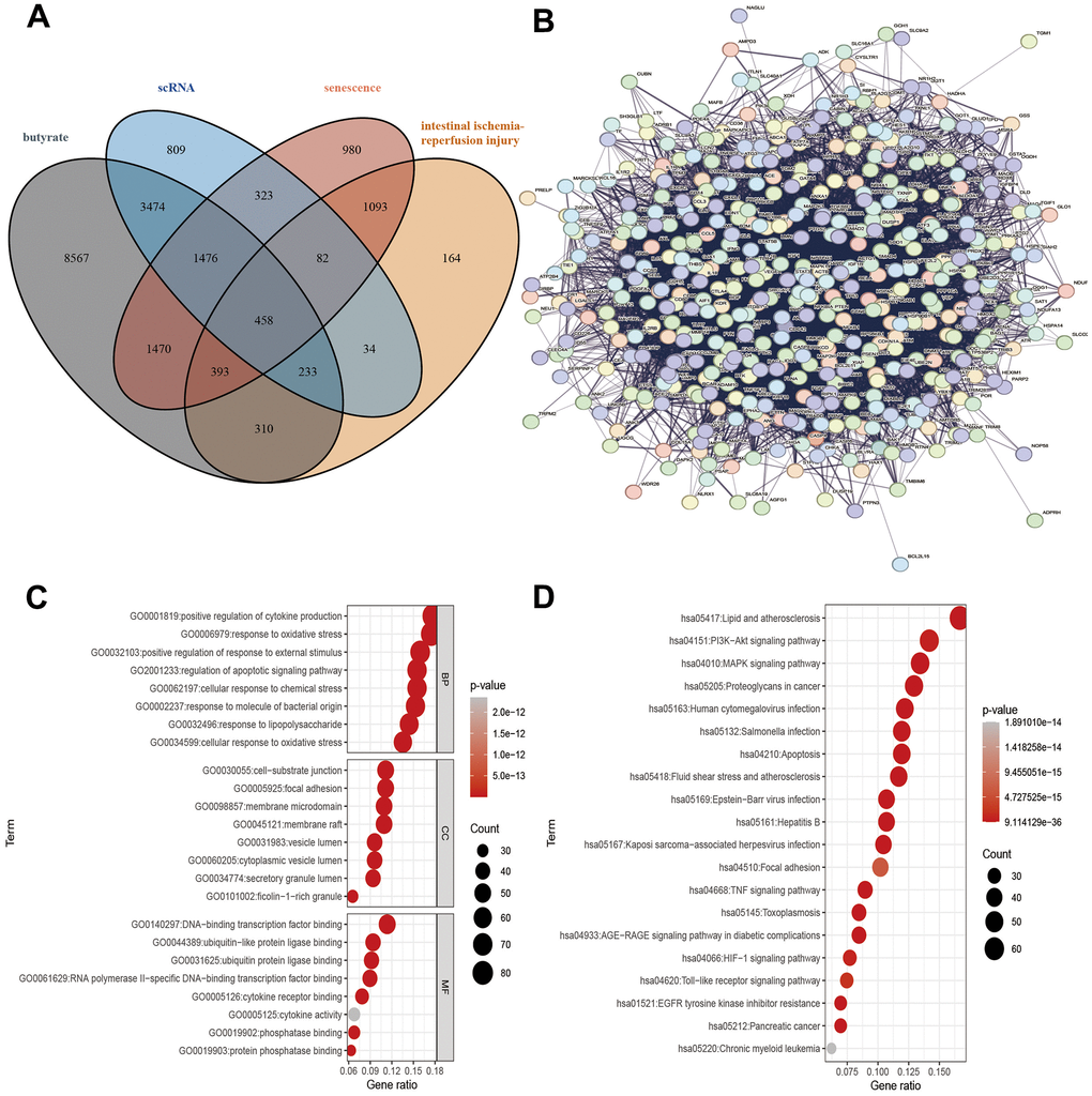 Target gene screening against IRI, PPI of target genes and, functional enrichment analysis of target genes. (A) Interacting genes, (B) PPIs, (C) GO analysis, (D) KEGG analysis.