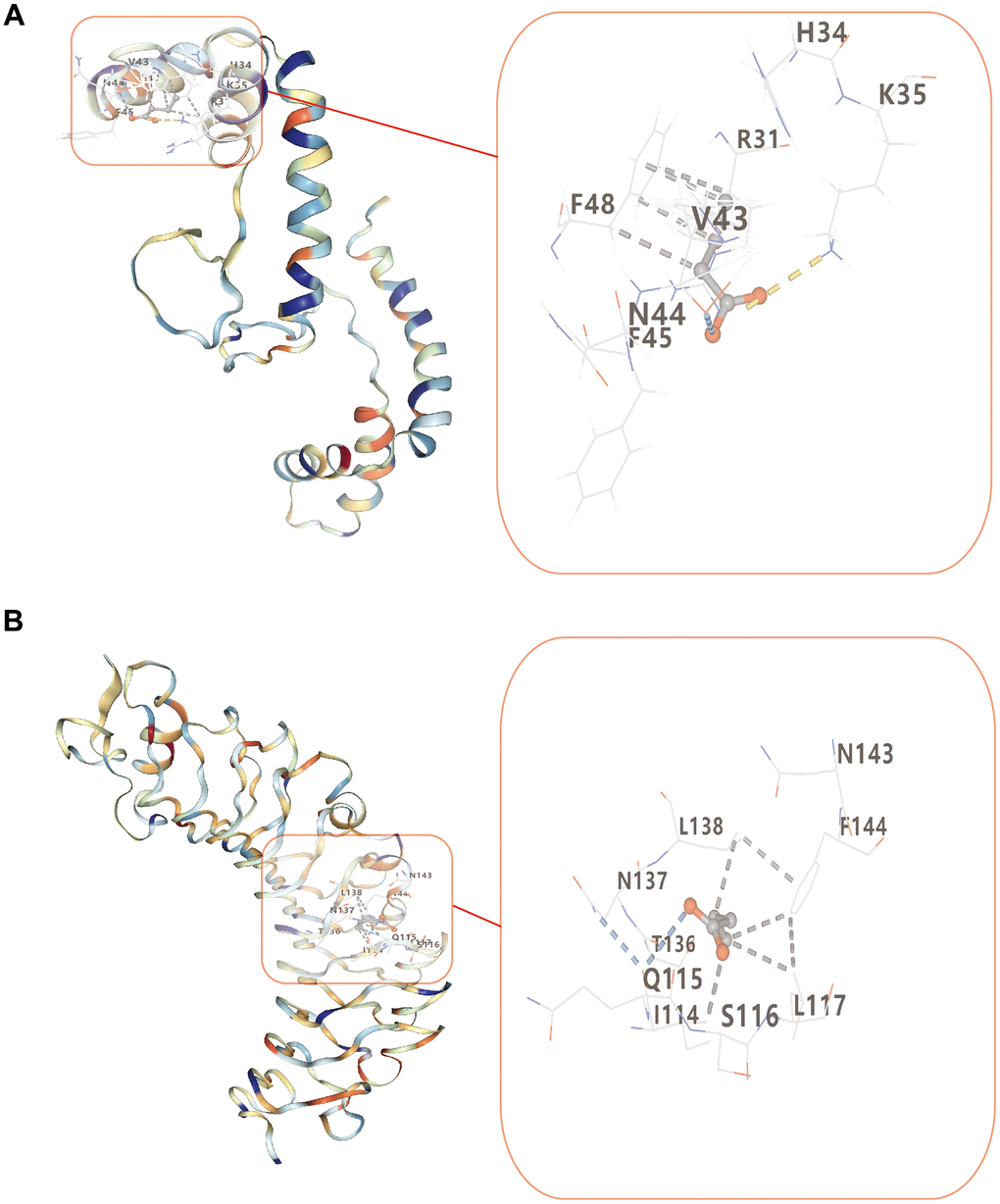 Molecular docking of butyrate and two target proteins. (A) Molecular docking between butyrate and HMGB1. (B) Molecular docking between butyrate and TLR4.
