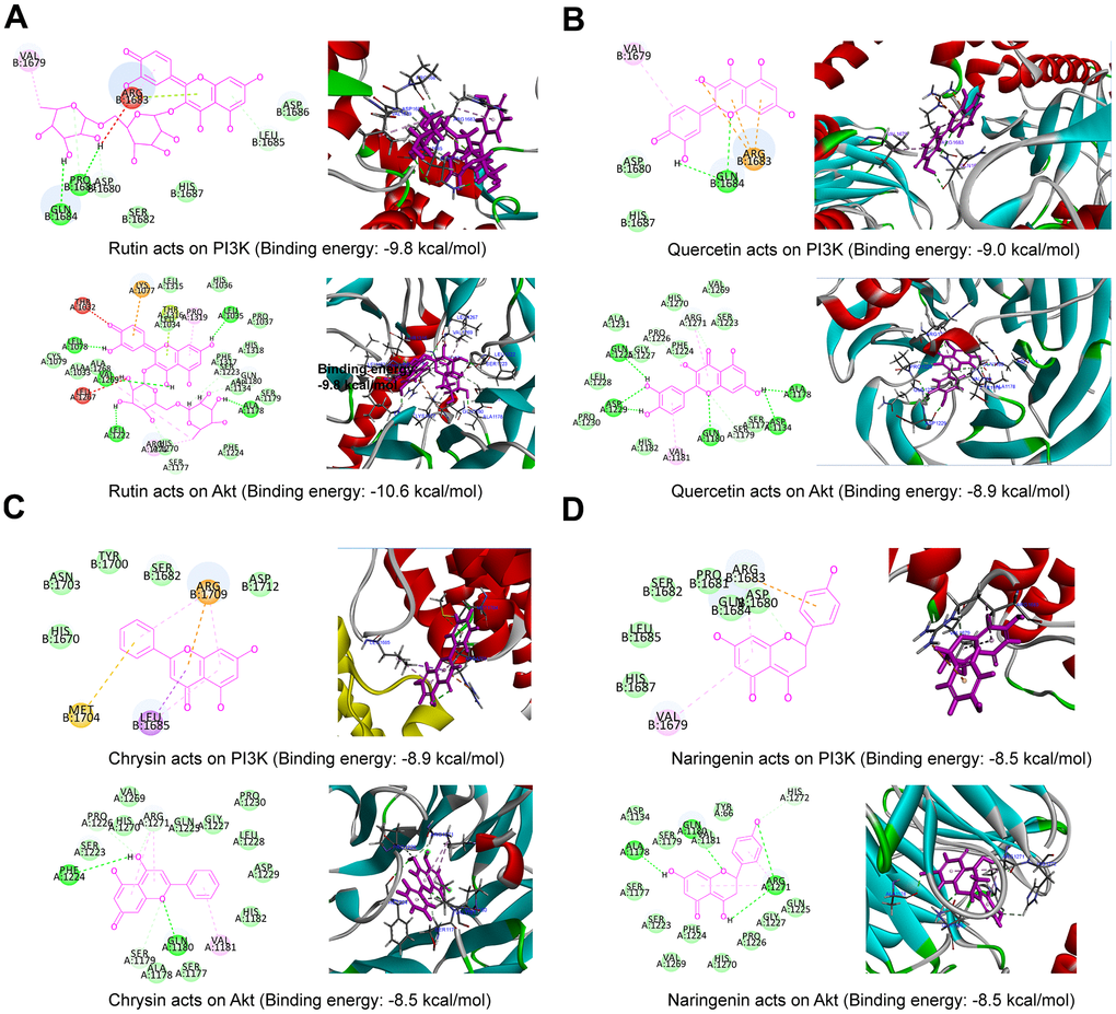 Molecular docking result map. (A) Rutin and PI3K (2D and 3D), rutin and Akt (2D and 3D); (B) quercetin and PI3K (2D and 3D), quercetin and Akt (2D and 3D); (C) chrysin and PI3K (2D and 3D), chrysin and Akt (2D and 3D); (D) naringenin and PI3K (2D and 3D), naringenin and Akt (2D and 3D).