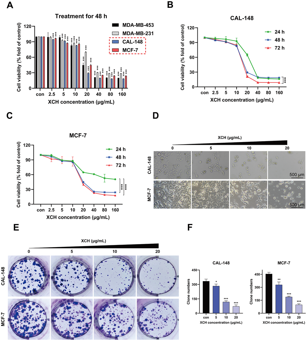 Xiaochaihu decoction restrains breast cancer cell proliferation in vitro. (A) The anti-breast cancer activity of Xiaochaihu decoction. The XCH decoction at various concentrations (0, 2.5, 5, 10, 20, 40, 80 or 160 μg/mL) was used to treat the four breast cancer cell lines for 48 hours. Cell viability was determined by a CCK-8 assay. (B, C) The breast cancer cell lines CAL-148 and MCF-7 were treated with different concentrations of the XCH decoction for 24, 48 or 72 hours, and viability was determined using a CCK-8 assay. (D) The cell state was observed under a 40x light microscope. (E) Effect of the XCH decoction on the colony-forming ability of the CAL-148 and MCF-7 cell lines. (F) Quantification of colony number. The data are shown as the mean ± SD of three experiments. *P **P ***P 