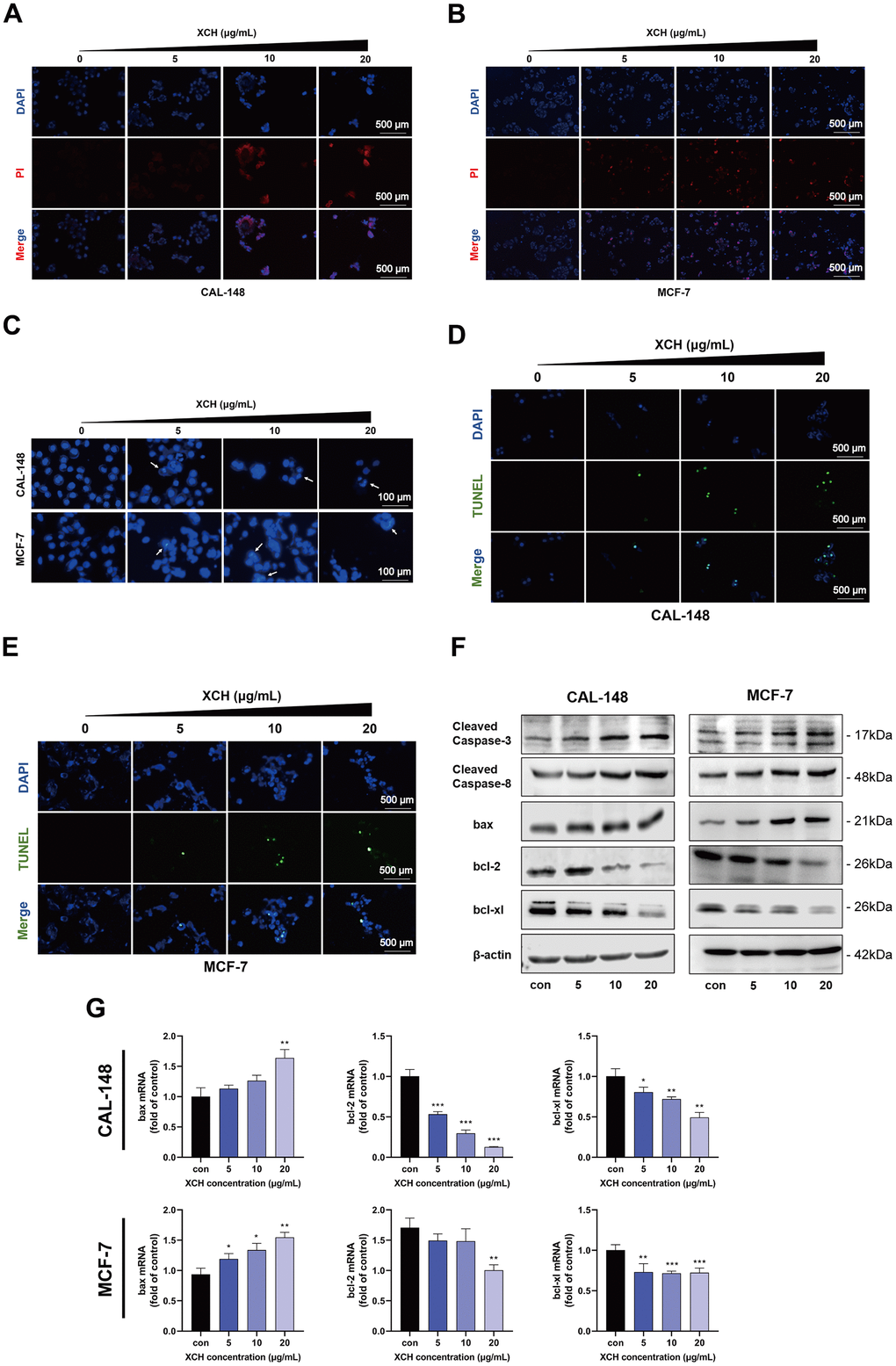 Xiaochaihu decoction induced the apoptosis of CAL-148 and MCF-7 cells. (A, B) Cell death was detected by propidium iodide (PI) assay. (C) The effects of the XCH decoction were evaluated by Hoechst 33342 analysis. (D, E) Cell apoptosis was determined by TUNEL assay. (F) The expression of apoptosis-related proteins was measured by Western blotting. (G) The mRNA levels of Bcl-2, Bcl-xl, and Bax in CAL-148 and MCF-7 cells were evaluated by RT-qPCR. The data are shown as the mean ± SD of three experiments. *P **P ***P 
