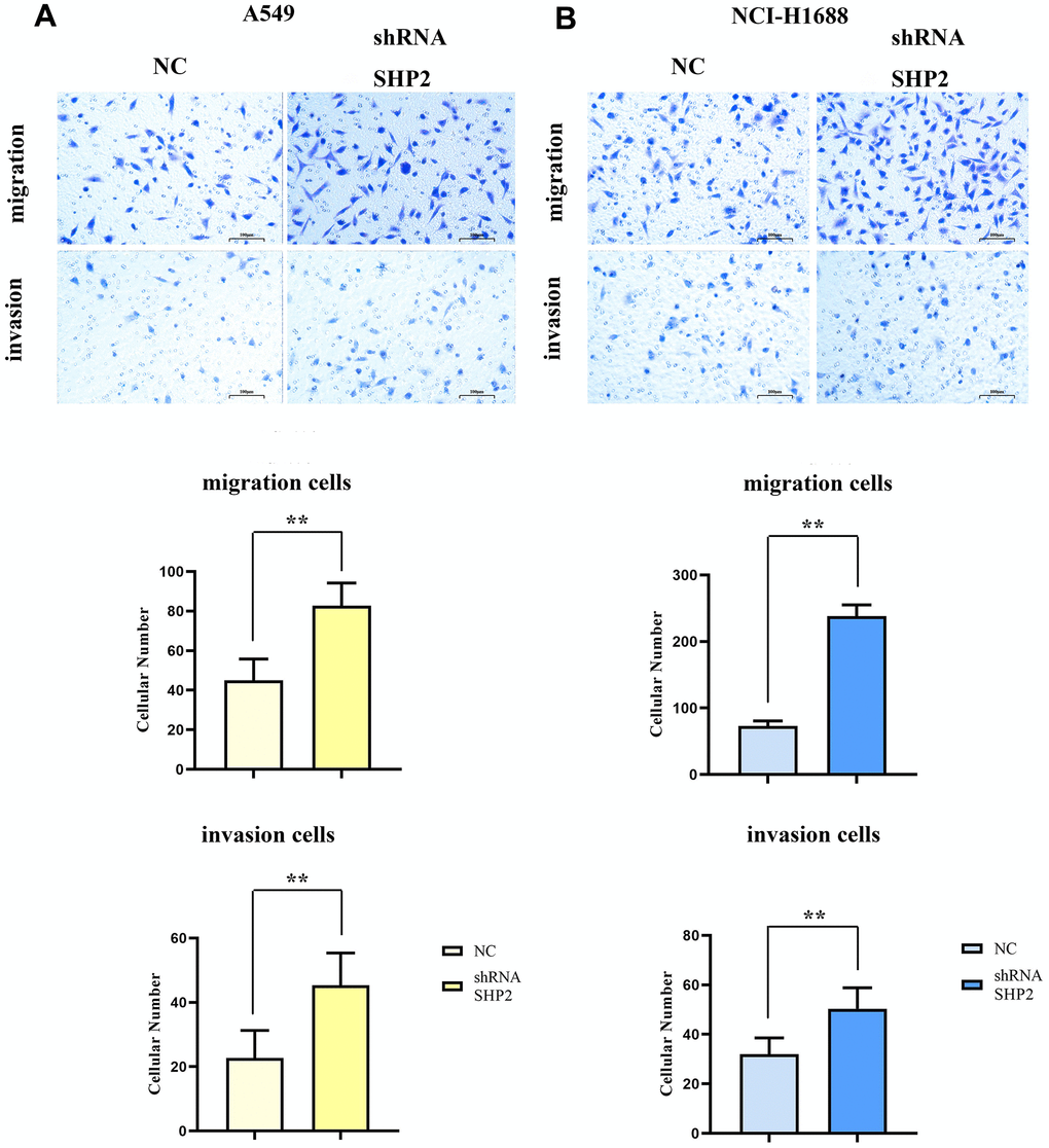 Inhibition of SHP2 in TAM can enhance the migration and invasion ability of lung adenocarcinoma cells. (A) Transwell diagram and data statistics of A549 cells; (B) Transwell diagram and data statistics of NCI-H1688 cells. 100×,1824 pixels×1216 pixels,100 μm;N=3;**P