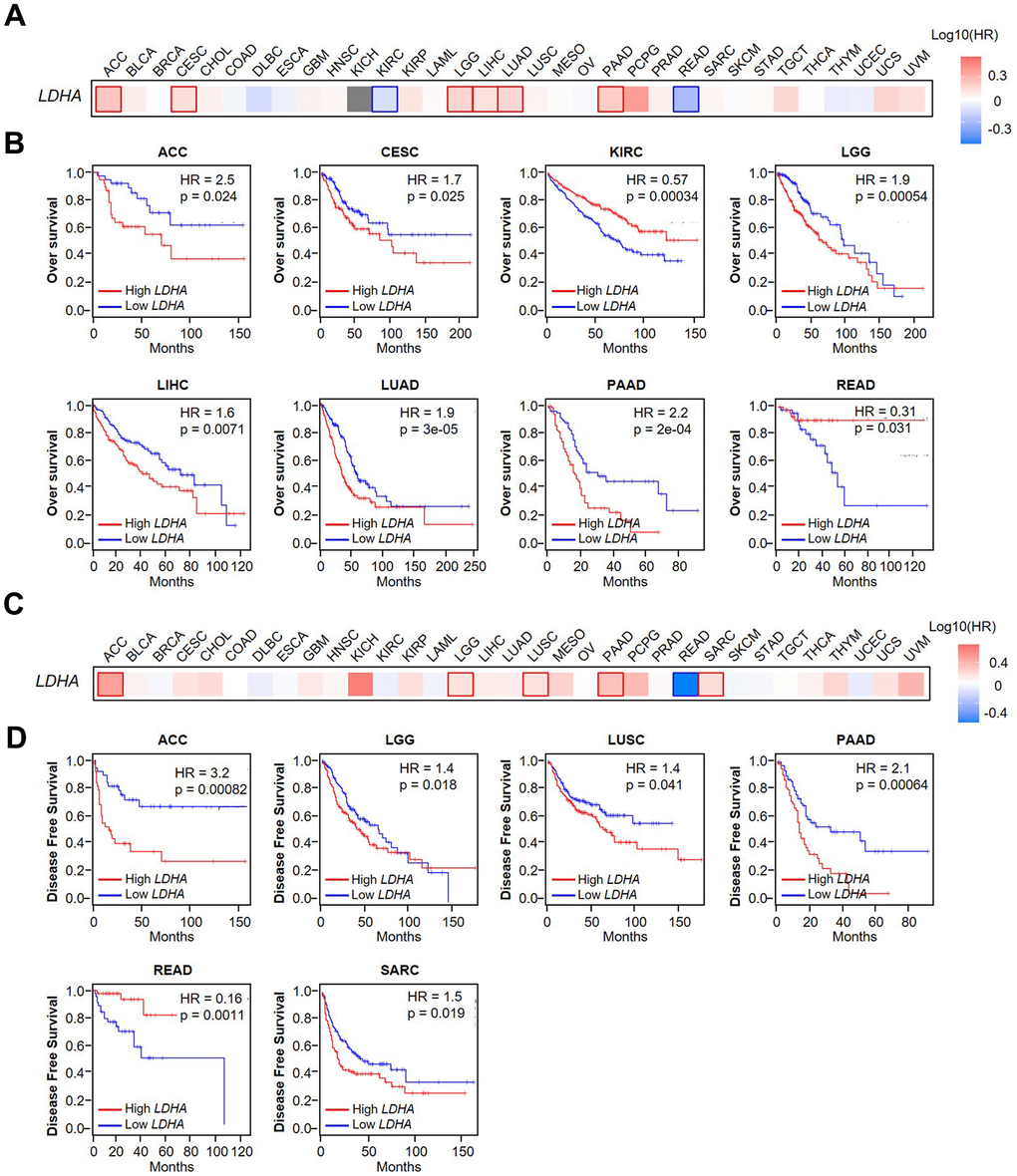 Correlation between LDHA expression and overall survival and disease-free survival in patients with different cancer types. (A) Using GEPIA2 to construct an overall survival (OS) map of LDHA expression. (B) Kaplan–Meier survival curves (OS) of patients with high or low LDHA expression in multiple human cancers (ACC, CESC, KIRC, LGG, LIHC, LUAD, PAAD, READ). (C) Using GEPIA2 to construct a disease-free survival (DFS) map of LDHA expression. (D) Kaplan–Meier survival curves (DFS) of patients with high or low LDHA expression in multiple human cancers (ACC, LGG, LUSC, PAAD, READ, SARC). The expression of LDHA was distinguished by different color lines. Red lines indicated high expression, and blue lines indicated low expression.