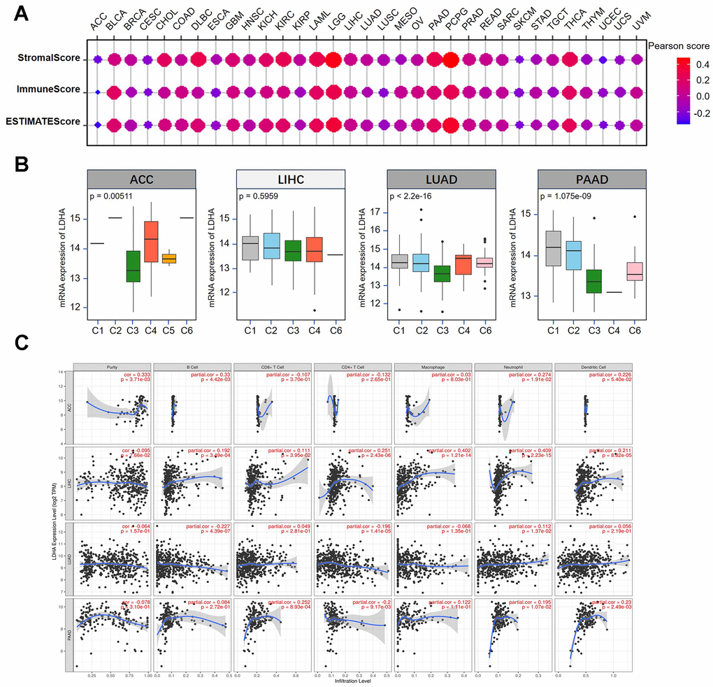 Correlation between LDHA expression and tumor microenvironment in different types of cancers. (A) The correlation of LDHA expression with stromal score, immune score and ESTIMATE score. (B) The relationship between LDHA expression and immune infiltration subtypes multiple human cancers (ACC, LIHC, LUAD, PAAD). (C) The correlations of LDHA expression with immune cell infiltration in ACC, LIHC, LUAD, and PAAD.