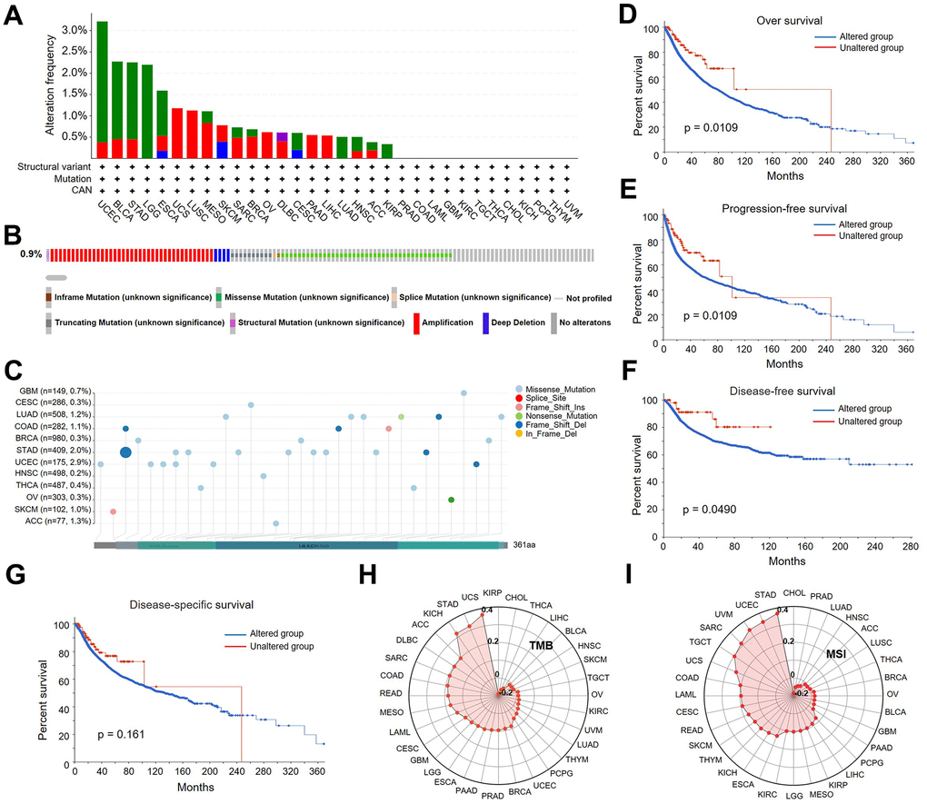 Analysis of LDHA genetic alterations in different types of cancers. (A) The frequency of LDHA mutations with mutation type across TCGA cancers by cBioPortal. (B) Oncoprint of LDHA gene alterations in cancer cohorts. (C) Mutation sites of the LDHA in TCGA samples. (D–G) The associations of pan-cancer LDHA mutation status with OS, DSS, DFS and PFS by cBioPortal. (H) The association of LDHA expression with TMB in pan-cancer. (I) The association of LDHA expression with MSI in pan-cancer.