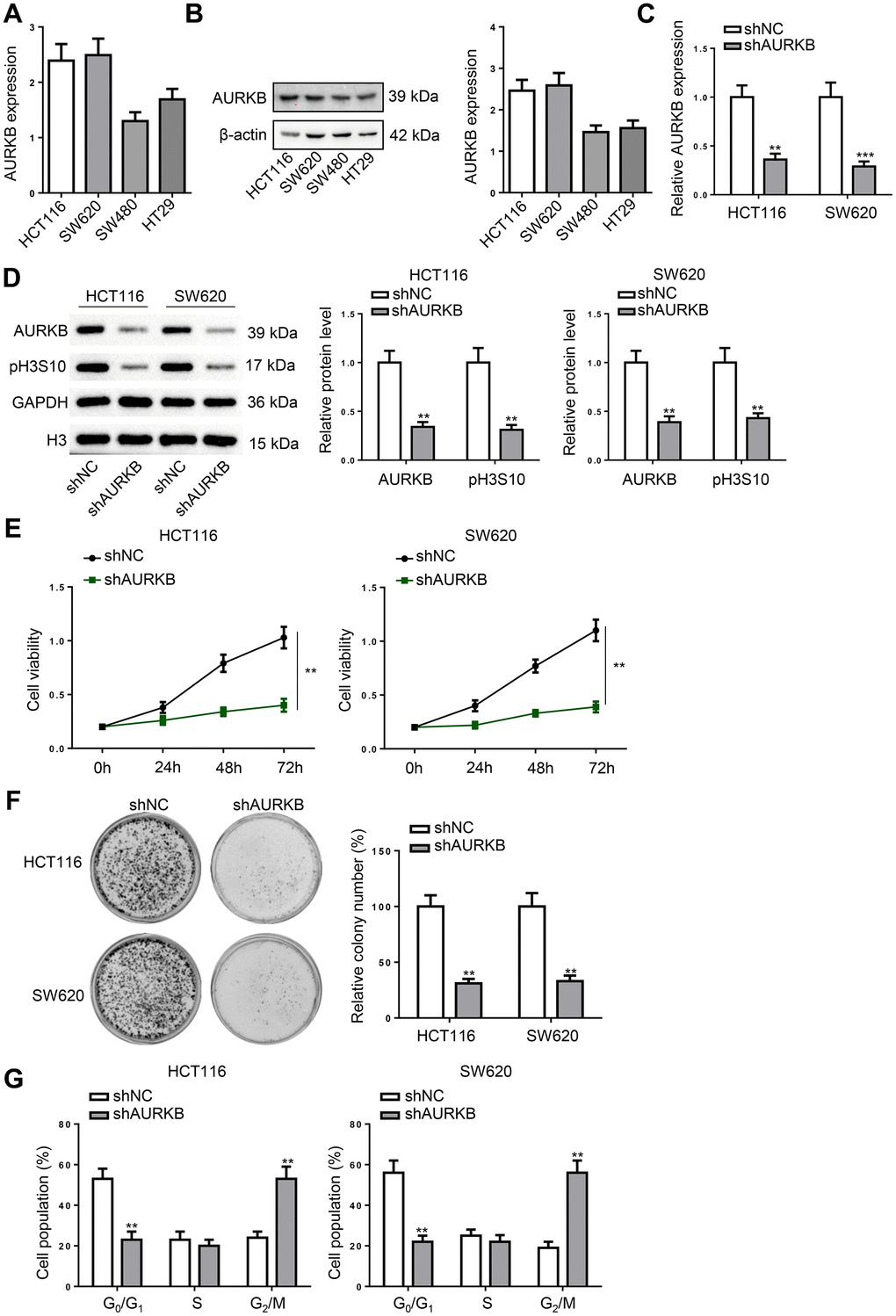 AURKB knockdown induced cell cycle arrest in CRC cells. (A, B) The mRNA and protein expression of AURKB was detected in CRC cell lines (HCT116, SW620, SW480, and HT29) using RT-qPCR and western blot. (C, D) HCT116 and SW620 cells were transfected with shNC or shAURKB to detect the mRNA expression of AURKB using RT-qPCR (C) and the protein level of AURKB and pH3S10 using western blot (D). (E–G) AURKB-silenced HCT116 and SW620 cells were subjected to cell proliferation assessment (E), colony formation assay (F), and cell cycle analysis (G). **p p 