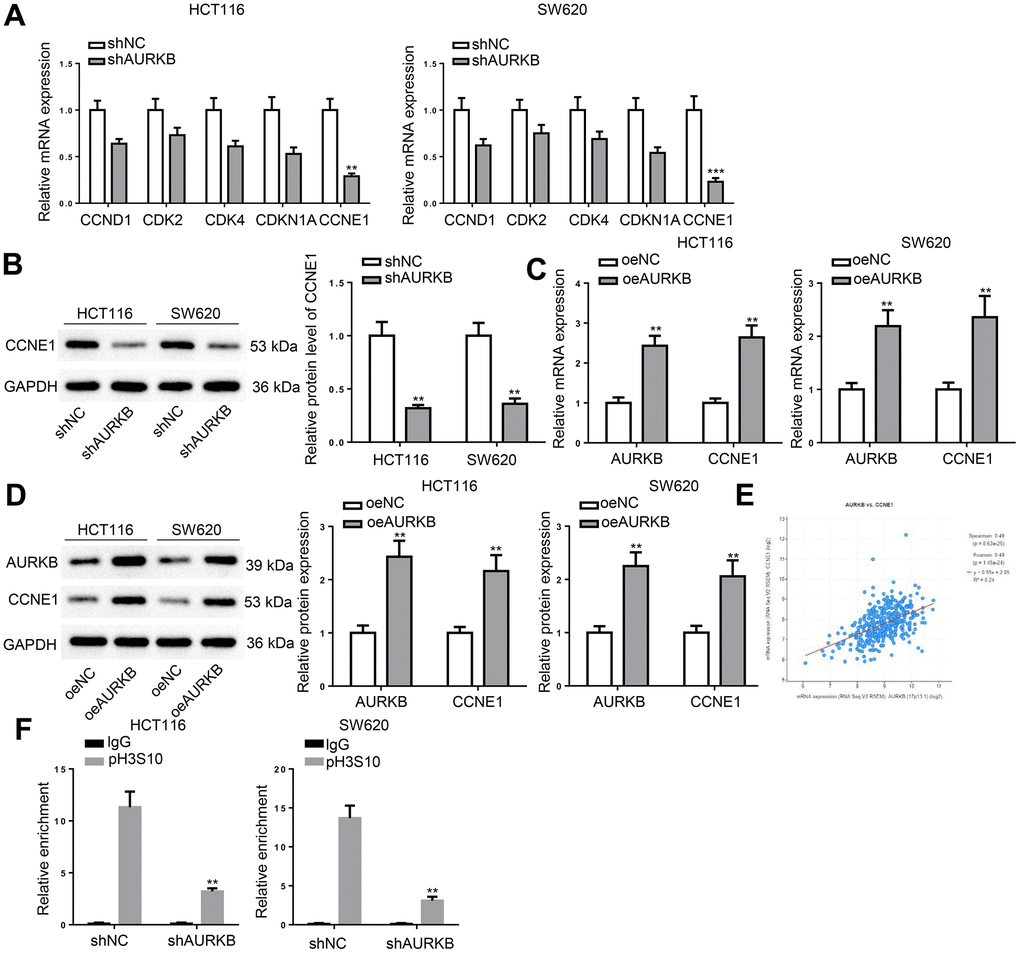 AURKB targeted CCNE1 in CRC cells. (A) RT-qPCR detected the expression of CCND1, CDK2, CDK4, CDKN1A, and CCNE1 in shNC- or shAURKB-transfected HCT116 and SW620 cells. (B) Western blot assessed CCNE1 protein level in shNC- or shAURKB-transfected HCT116 and SW620 cells. (C, D) The mRNA and protein expression of AURKB and CCNE1 in oeNC- or oeAURKB-transfected HCT116 and SW620 cells. (E) The correlation between AURKB and CCNE1 expression in CRC tissues was obtained from TCGA database. (F) ChIP assay evaluated the effect of AURKB knockdown on the relative enrichment of pH3S10 in the promoter region of CCNE1. **p p 