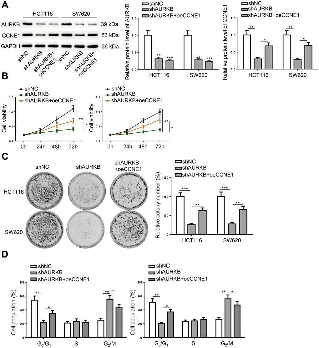 AURKB regulated CRC progression via CCNE1 in vitro. HCT116 and SW620 cells were divided into three treatment groups, including shNC, shAURKB, and shAURKB + oeCCNE1. (A) Western blot detected the expression of AURKB and CCNE1. (B–D) The proliferation (B), colony formation (C), and cell cycle (D) of the treated cells were evaluated. *p p p 