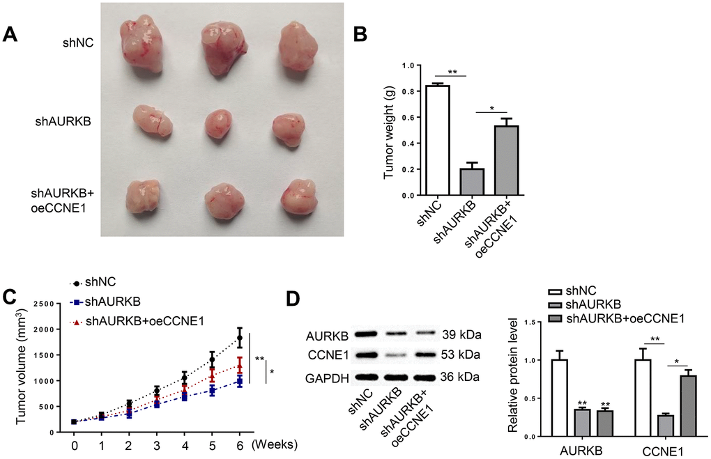AURKB activated CCNE1 to facilitate CRC tumor growth in vivo. Xenograft tumors were developed in mice using HCT116 cells treated with shNC, shAURKB, and shAURKB + oeCCNE1. (A) Representative images of tumors resected from the experimental mice. (B, C) Weight and volume of the resected xenograft tumors. (D) Western blot detected the expression of AURKB and CCNE1 in the xenograft tumors. *p p 