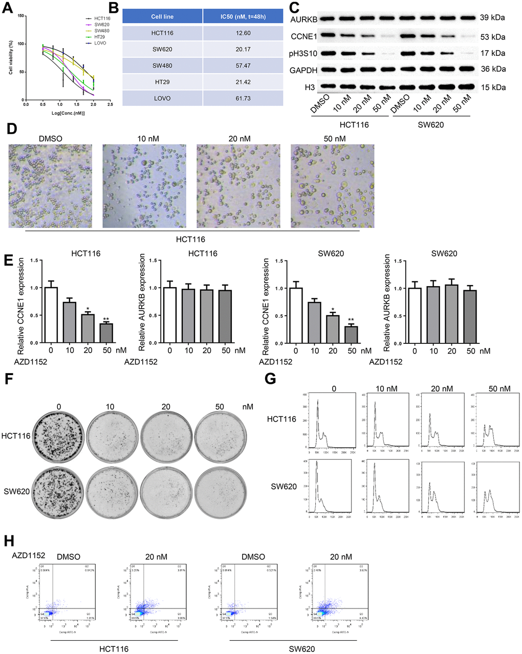 AURKB inhibition with AZD1152 decreased CCNE1 expression and retarded CRC progression. (A) The viability of CRC cells (HCT116, SW620, SW480, HT29, LOVO) treated with increasing concentrations of AZD1152 was evaluated using CCK-8 assay. (B) The IC50 value of AZD1152 in CRC cells. (C) Western blot detected AURKB and CCNE1 protein level and pH3S10 in HCT116 and SW620 cells treated with 0, 10, 20, 50 nM AZD1152 for 48h. (D) The morphology of cells treated with AZD1152 was observed using a microscope. (E) The mRNA expression of AURKB and CCNE1 in HCT116 and SW620 cells treated with 0, 10, 20, 50 nM AZD1152 for 48h. (F, G) HCT116 and SW620 cells treated with 0, 10, 20, 50 nM AZD1152 were subjected to detect colony formation (F), cell cycle (G). (H) The apoptosis of HCT116 and SW620 cells treated with 20 nM was analyzed using flow cytometry. (H) *p p 