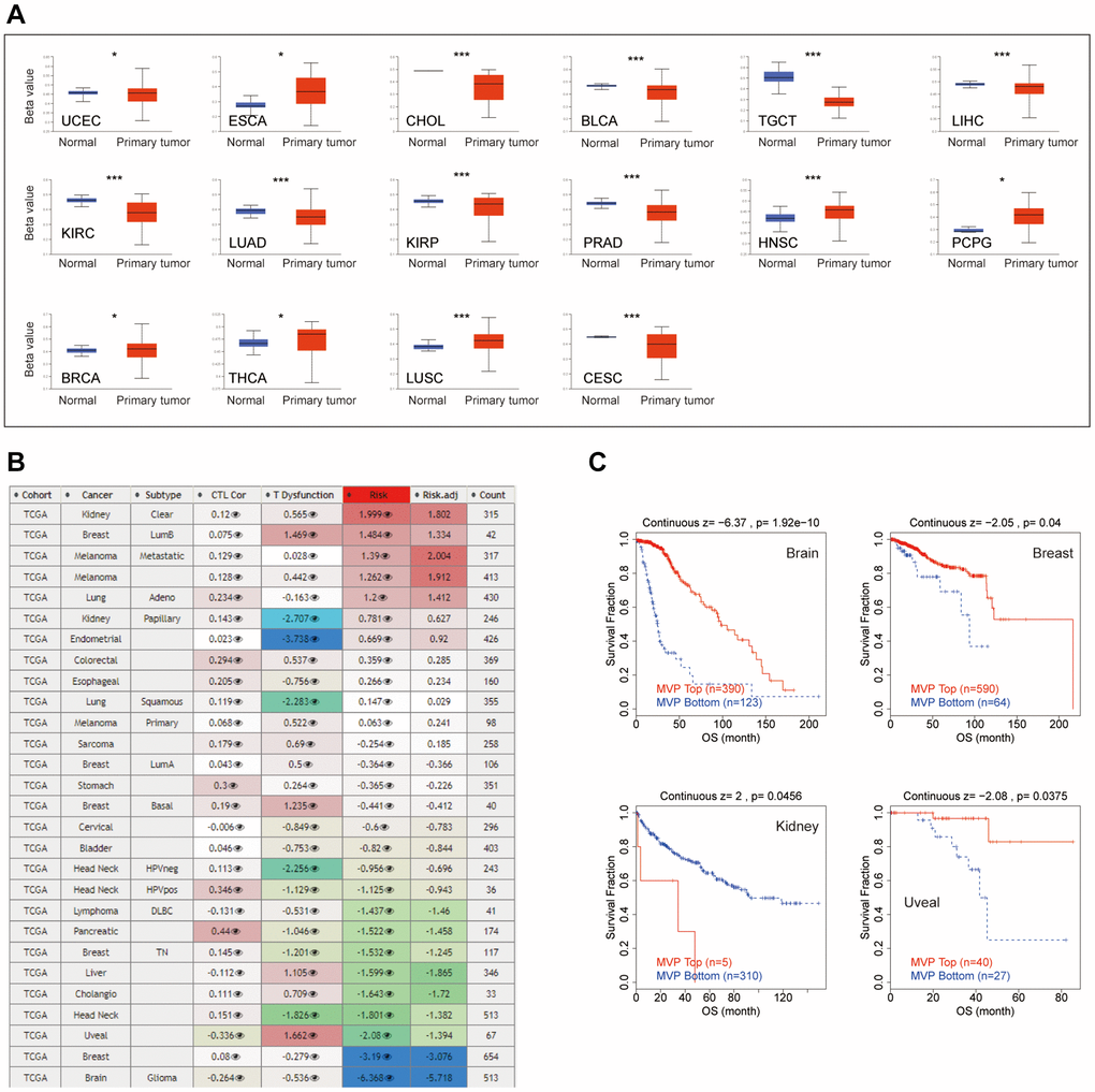 Epigenetic methylation analysis. (A) Boxplots illustrating differential MVP methylation levels between tumors and adjacent normal tissues in the TCGA database. (B) Heatmap demonstrating the impact of MVP methylation on cytotoxic T cell levels (CTL), dysfunctional T cell phenotype, and risk factors in the TCGA cancer cohort. (C) Kaplan-Meier curve displaying the disparity in OS between the TCGA cancer cohort with high methylation levels and the TCGA cancer cohort with low methylation levels of MVP. Only TCGA cancers with statistically significant differences between the cohorts are included.