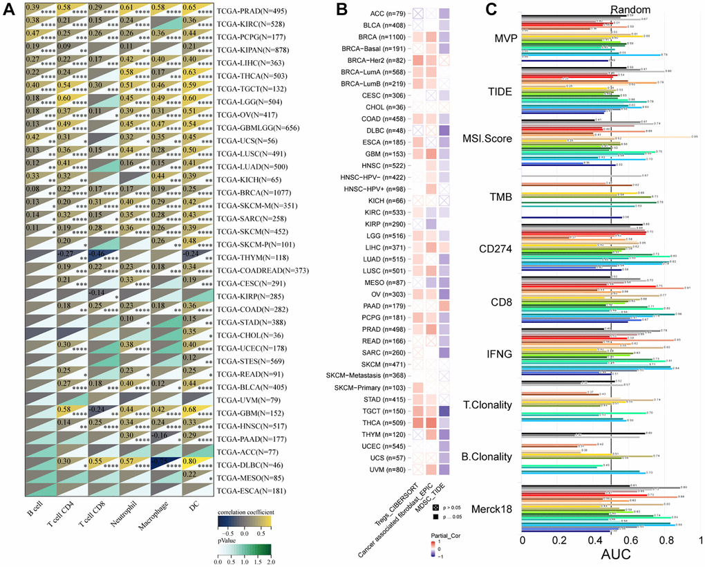 Correlation of MVP expression with immune cell types and immunosuppressive cell types in TCGA cancer types. (A) Heatmap displaying the correlation between MVP expression and six immune cell types in various TCGA cancer types. (B) Heatmap illustrating the correlation between MVP expression and three immunosuppressive cell types of infiltration in different TCGA cancer types. (C) Bar chart presenting the correlation of MVP with standardized cancer immune evasion biomarkers in the immune checkpoint blockade (ICB) subcohort. The biomarkers include CAFs (cancer-associated fibroblasts), MDSCs (myeloid-derived suppressor cells), and Tregs (regulatory T cells).