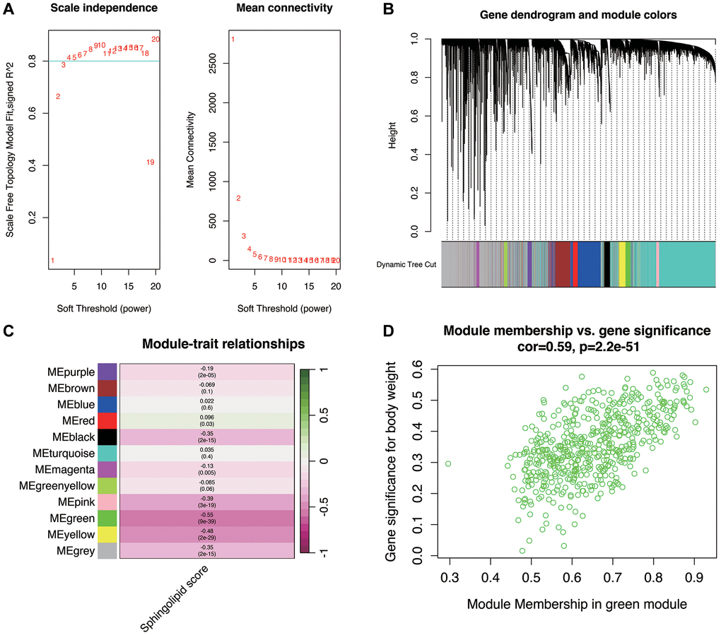 Weighted gene coexpression network analysis. (A) When the optimal soft threshold is 7, the data conform to the power law distribution, and the Mean connectivity tends to be stable. (B, C) Genes clusters. They were clustered into 11 non-gray modules, of which the green module was most correlated with the sphingolipid metabolism phenotype. (D) Correlation of green modules.