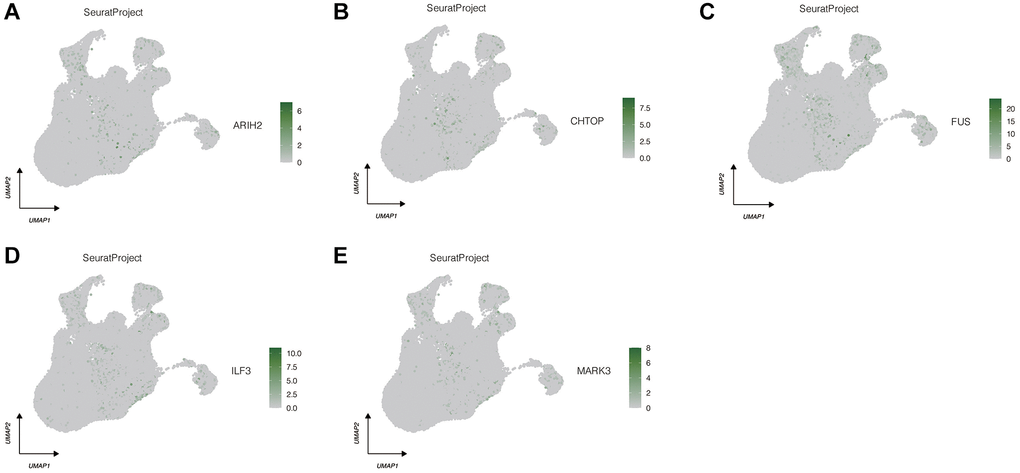 Expression localization of 5 model genes in different cell types. (A) ARIH2. (B) CHTOP. (C) FUS. (D) ILF3. (E) MARK3.