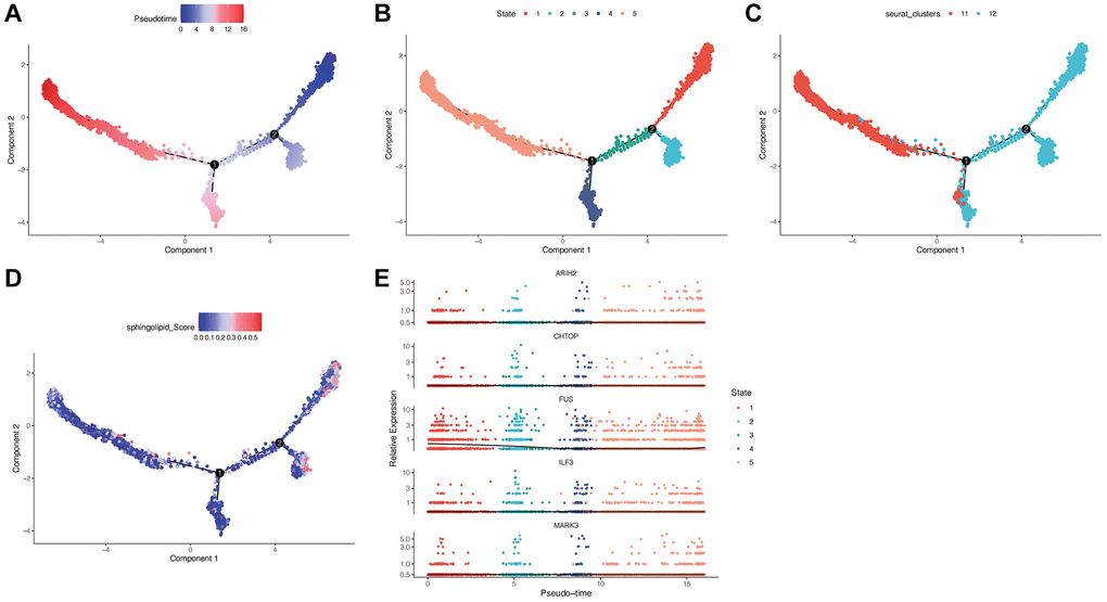 Pseudo-time series analysis. (A) Darker blue indicates early cell differentiation, while darker red indicates late differentiation. (B) Different cell differentiation states in total. (C) Different clusters. (D) The relation between sphingolipid enrichment score and cell differentiation. (E) The expression of FUS genes is gradually down-regulated as Fibroblast Cells differentiate.