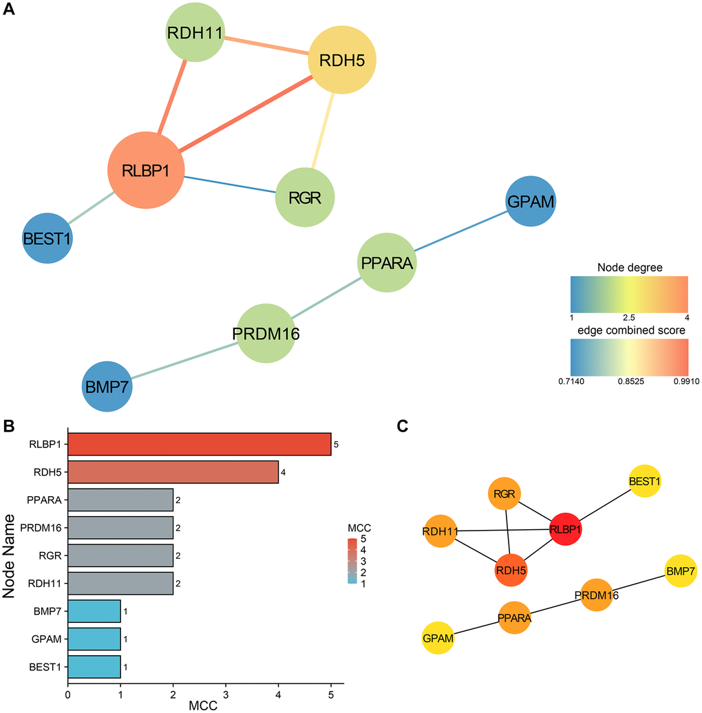 PPI network construction and analysis of subtype A. (A) The PPI network of the 9 hub genes. (B) MCC ranking based on the degree of nodes. (C) The genes ranked by MCC, exhibit an increase in MCC scores as indicated by the deepening color.