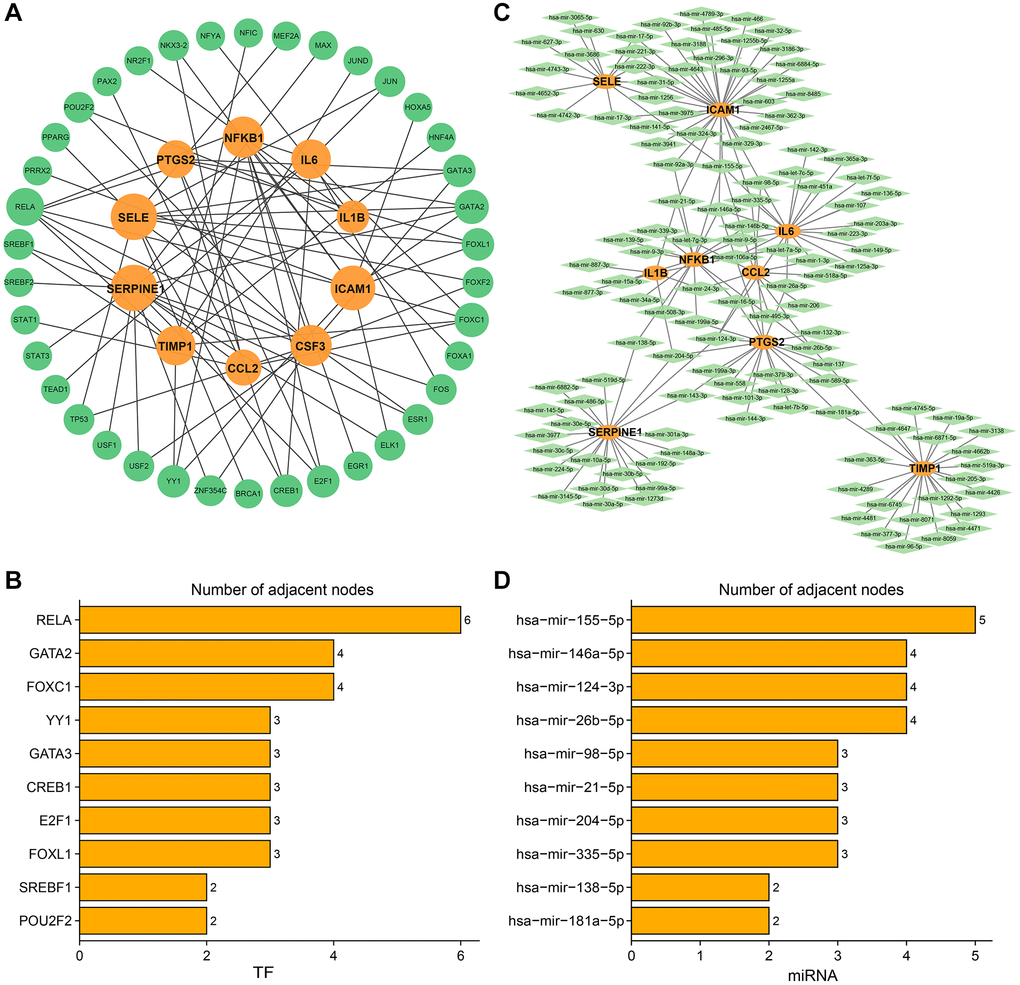 Transcription factors-hub genes and miRNA-hub genes regulatory networks in subtype B. (A) TF-hub genes network. The orange circles indicate hub genes and the green circles indicate TFs. (B) Ranking TFs based on degree centrality. (C) miRNA-mRNA regulatory network. The orange ellipses indicate hub genes and the green rhombuses indicate miRNAs. (D) Ranking miRNAs based on degree centrality. The number of adjacent nodes.