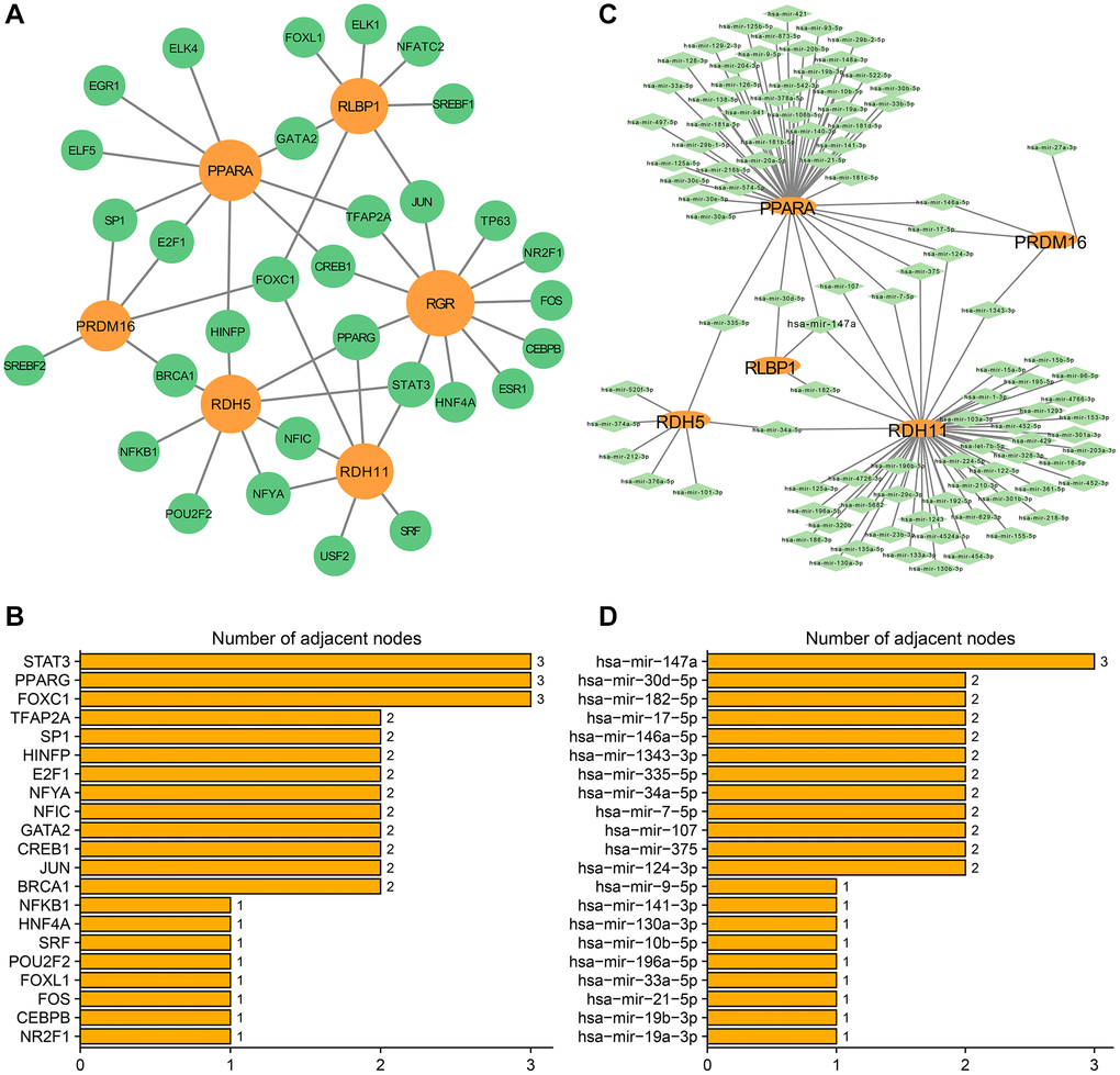 Transcription factors-hub genes and miRNA-hub genes regulatory networks in subtype A. (A) TF-hub genes network. The orange circles indicate hub genes and the green circles indicate TFs. (B) Ranking TFs based on degree centrality. (C) miRNA-mRNA regulatory network. The orange ellipses indicate hub genes and the green rhombuses indicate miRNAs. (D) Ranking miRNAs based on degree centrality. The number of adjacent nodes.