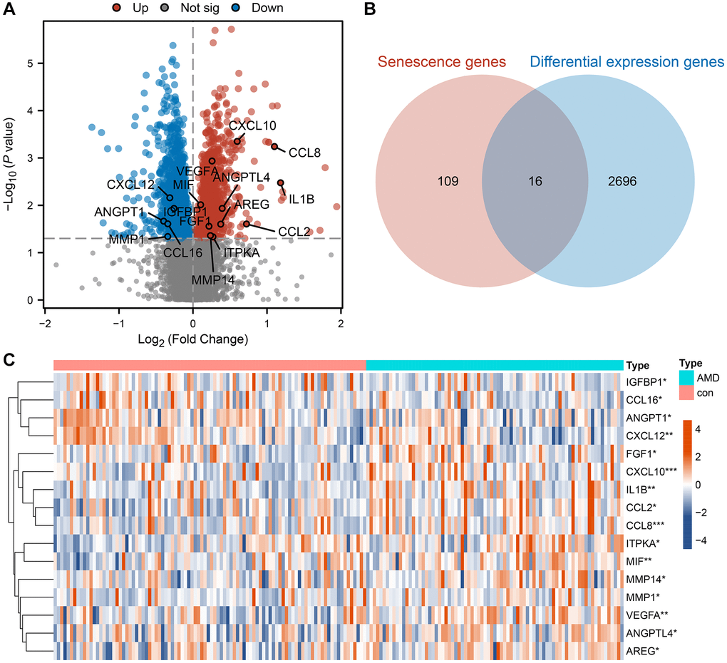 Identification of differential expression cellular senescence genes in AMD. (A) Differential expression volcano plot between the AMD and control groups. The red dot indicates up-regulated genes in the AMD group, the blue dot indicates down-regulated genes and the grey dot indicates the difference is not significant. (B) The intersection of senescence genes and differential expression genes between AMD and the control group. (C) Expression heatmap of SRDEGs in AMD and control sample. Red represents upregulation and blue represents downregulation. (*P **P ***P 