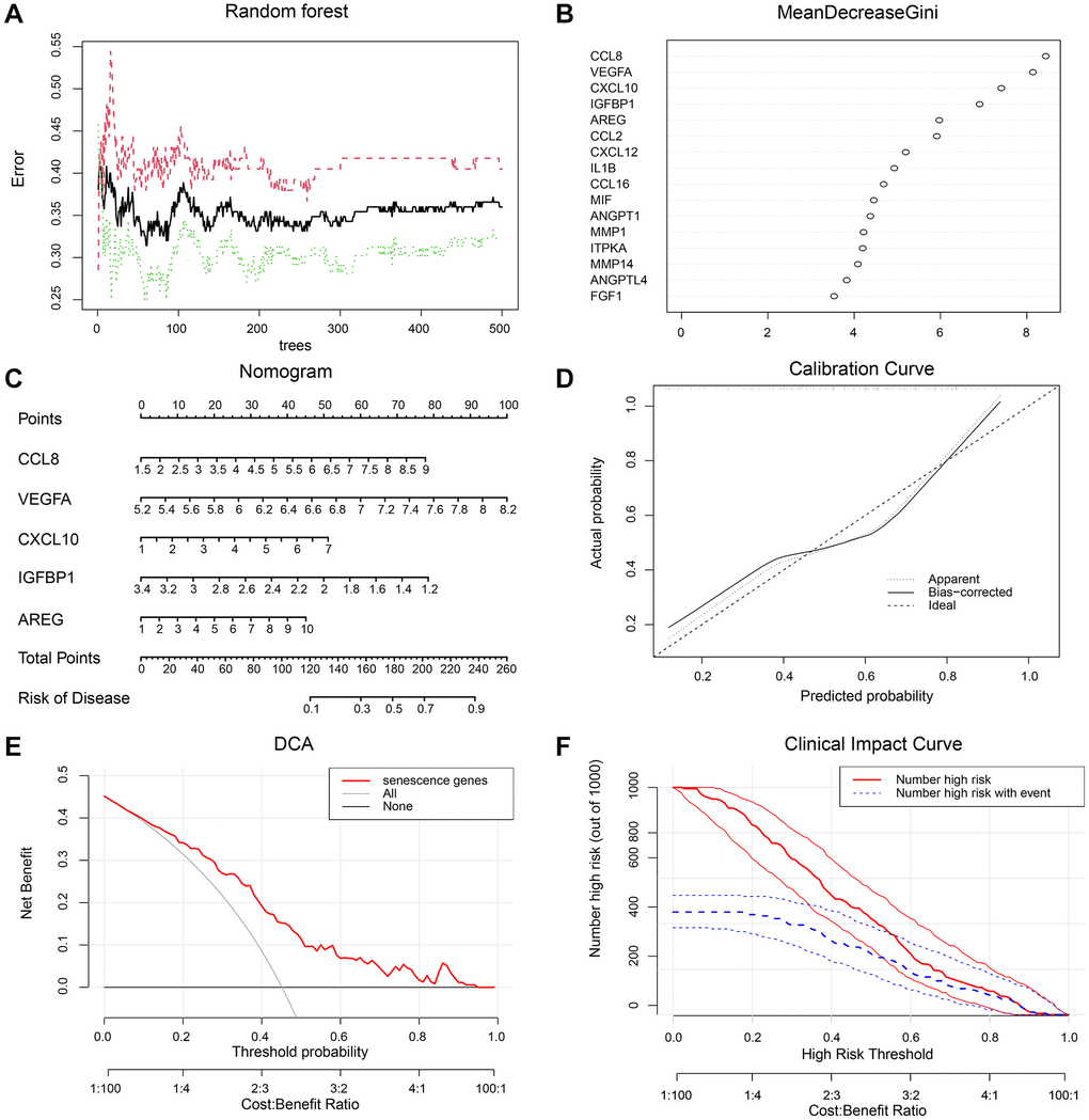 A diagnostic model was constructed with SRDEGs. (A) Random forest out-of-bag error curve. (B) Gini importance scores of candidate genes. (C) Nomogram of key genes to predict the risk for AMD. The expression of five risk genes, CCL8, VEGFA, CXCL10, IGFBP1, and AREG, was used as the axis. A straight line was drawn on the ‘Points’ axis to determine the scores related to these genes. The resulting scores were summed and the total score was placed on the ‘Total Points’ axis. A straight line was drawn down the ‘Risk of Disease’ axis to obtain the risk of developing AMD. (D) Calibration curve of the diagnostic model. (E) Decision curve analysis of the diagnostic model. (F) Clinical impact curve of the diagnostic model.