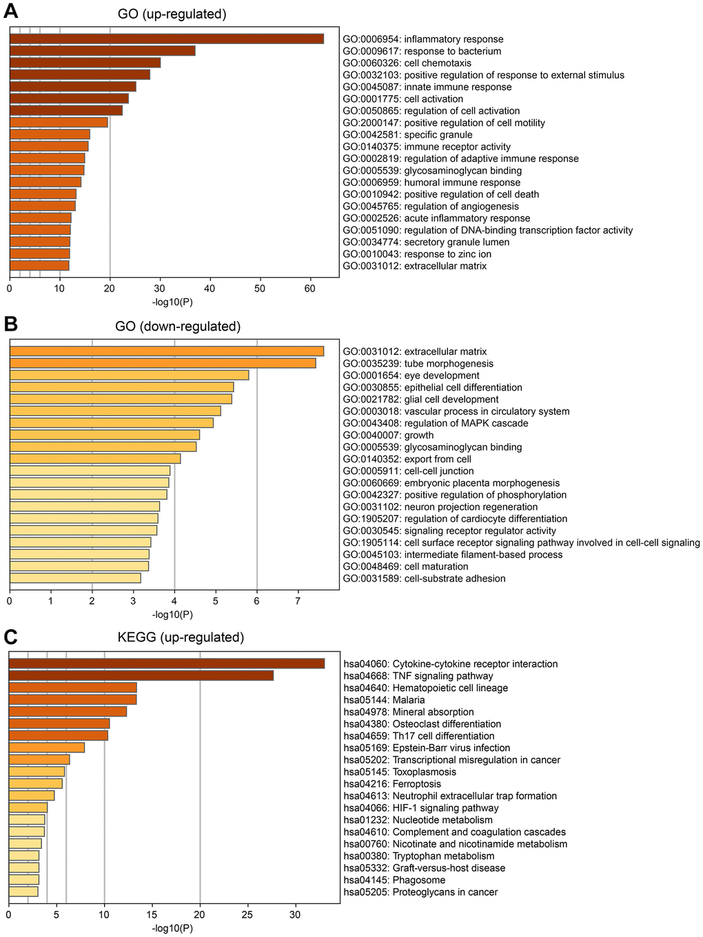 Enrichment analysis of differential expression genes between the two subtypes. (A) Gene Ontology (GO) enrichment analysis for up-regulated DEGs. (B) GO enrichment analysis for down-regulated DEGs. (C) KEGG analysis for up-regulated DEGs.