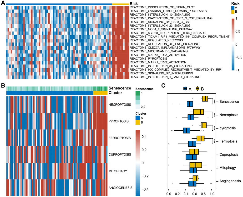 Gene set variation analysis (GSVA) between the two subtypes. (A) The heatmap illustrates the enrichment patterns of two subtypes. (B) Based on GSVA scores, group comparisons of senescence, PCD, and angiogenesis in the two subtypes. (C) Box plot with Wilcoxon rank sum test was performed to assess significant statistical differences between subtypes (Abbreviation: ns: not significant; *P **P ***P 