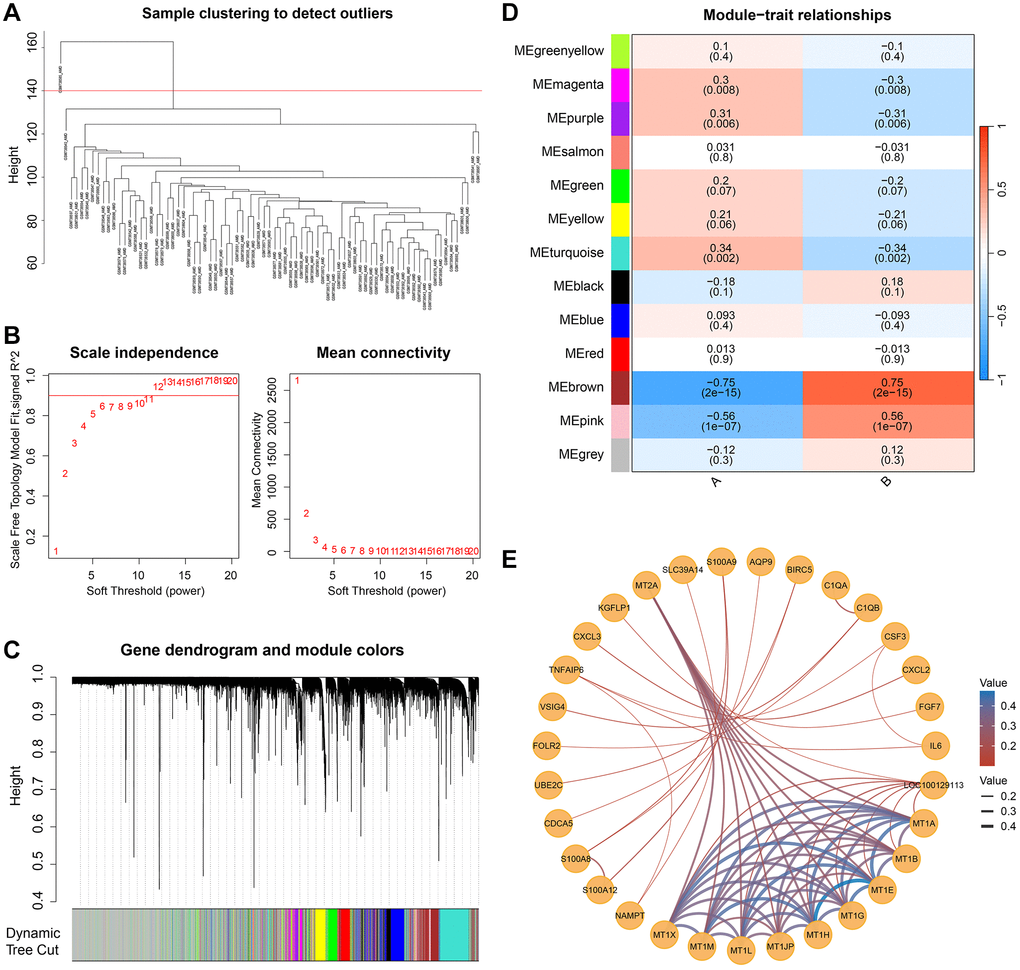 Weighted gene co-expression network analysis (WGCNA) identified cell senescence-related hub genes. (A) One outlier was cut by setting the cut height at 140. (B) Determine the optimal soft threshold of WGCNA by scale independence and average connectivity. (C) Dendrogram and module colors of genes in the WGCNA process. (D) Twelve non-gray modules and their correlation with subtypes. (E) The network of the genes in the brown module.