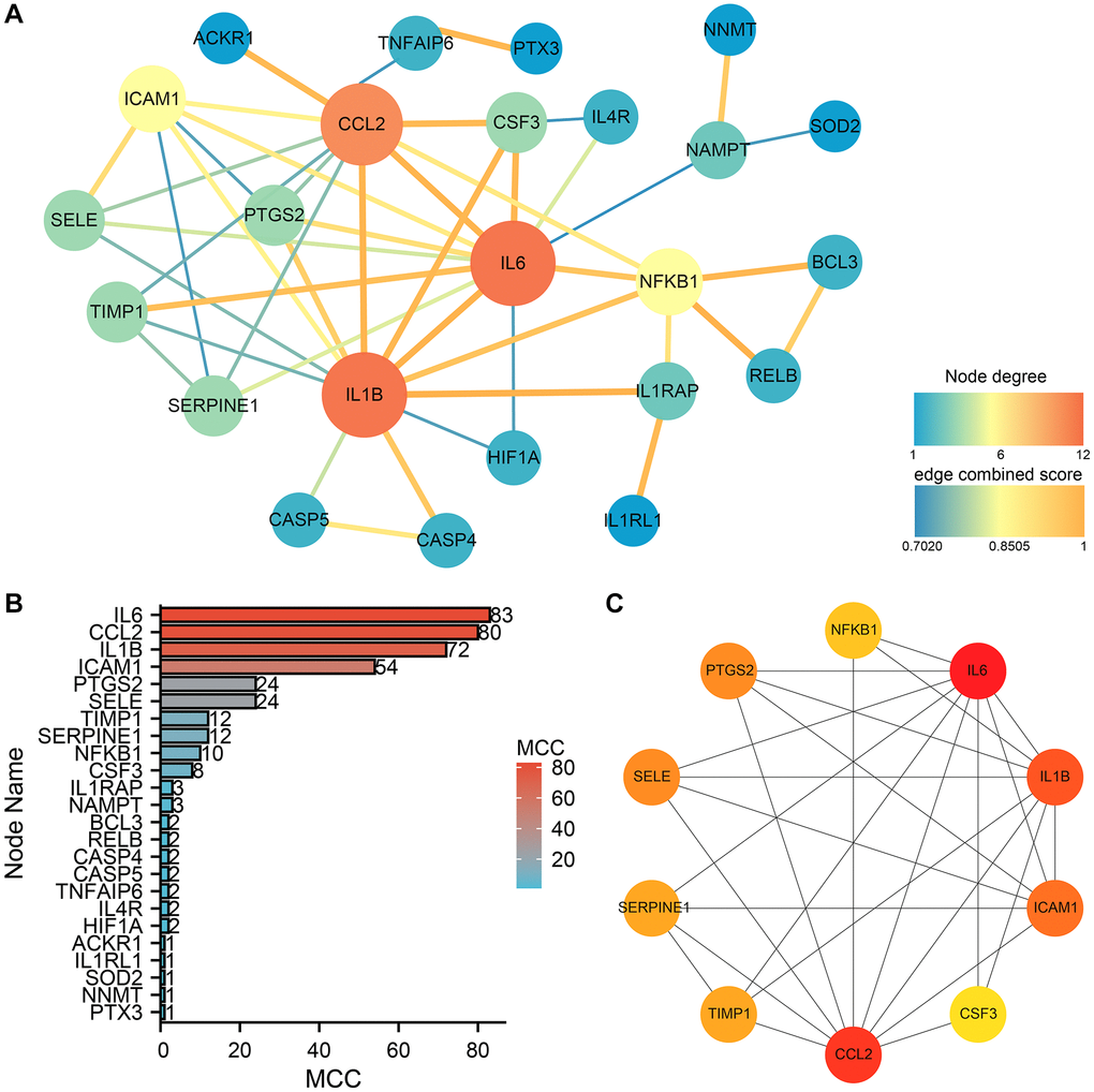 PPI network construction and analysis of subtype B. (A) The PPI network of the 24 hub genes. (B) MCC ranking based on the degree of nodes. (C) The top ten genes ranked by MCC, exhibit an increase in MCC scores as indicated by the deepening color.