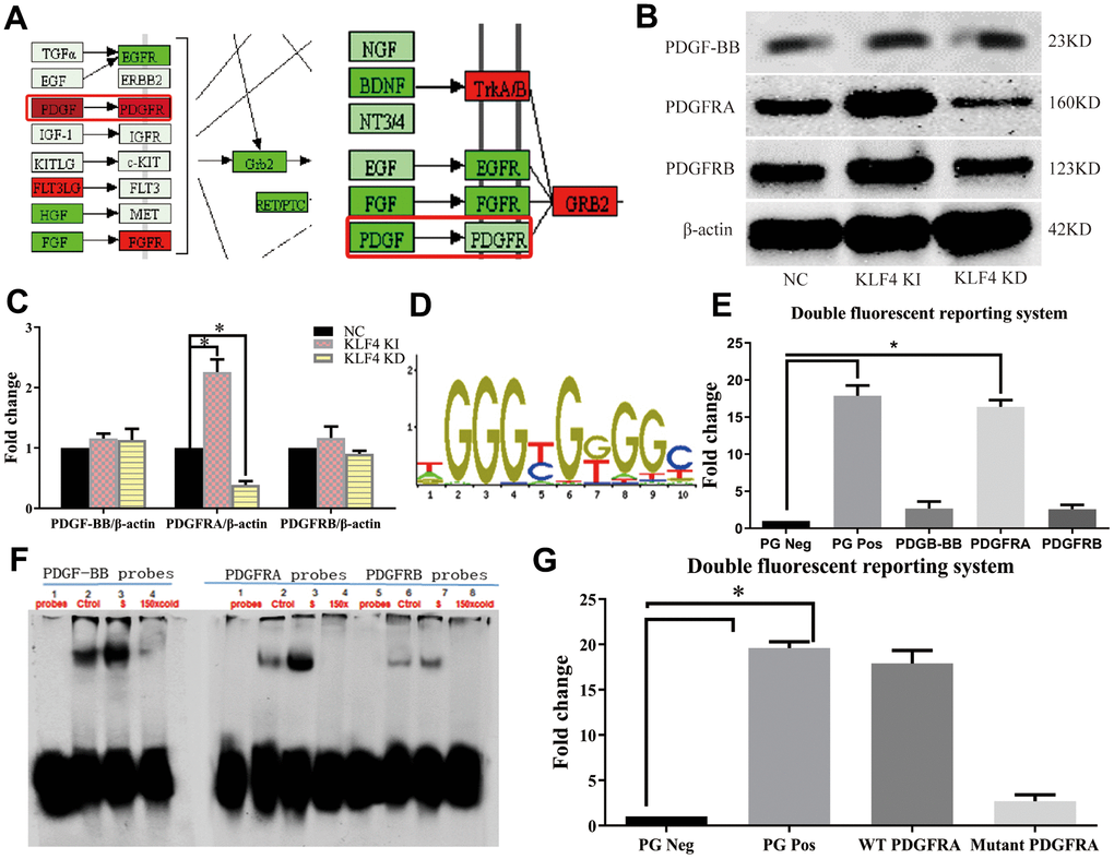 KLF4 promotes PDGFRA transcription. (A) PPI network analysis in cultured HUVECs. (B) Western blotting analysis of the PDGF pathway in HUVECs. (C) The amounts of PDGFRA, PDGF-BB and PDGFRB in (B) quantified using actin as control. (n=5). *P D) Seed region for the KLF4 binding site. (E) Luciferase activity analysis of the PDGF pathway in HUVECs (n=5). *P F) EMSA analysis of the PDGF pathway in HUVECs (n=3). *P G) Luciferase activity of mutant PDGFRA in HUVECs (n=5). *P 