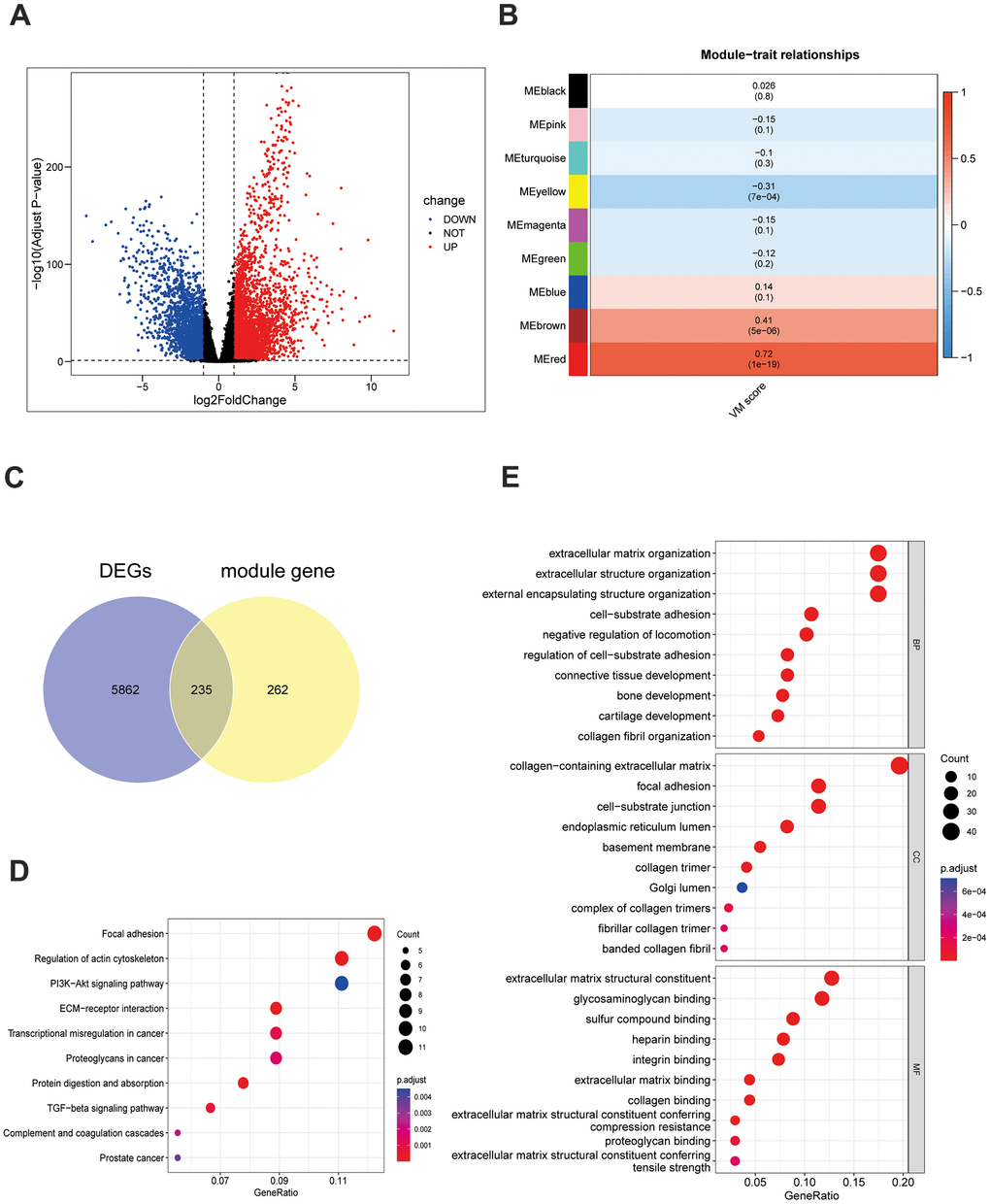 Screening and function of VM-related genes in TNBC. (A) Differentially expressed genes in the TCGA-TNBC dataset. (B) The VM scores are associated with 9 gene modules. These results were then visualized in a heatmap. (C) The Venn diagram depicts 235 differentially expressed VM-associated genes. (D) The 235 differentially expressed genes associated with VM underwent a KEGG functional enrichment analysis. (E) GO analysis was conducted on the 235 differentially expressed VM-associated genes.