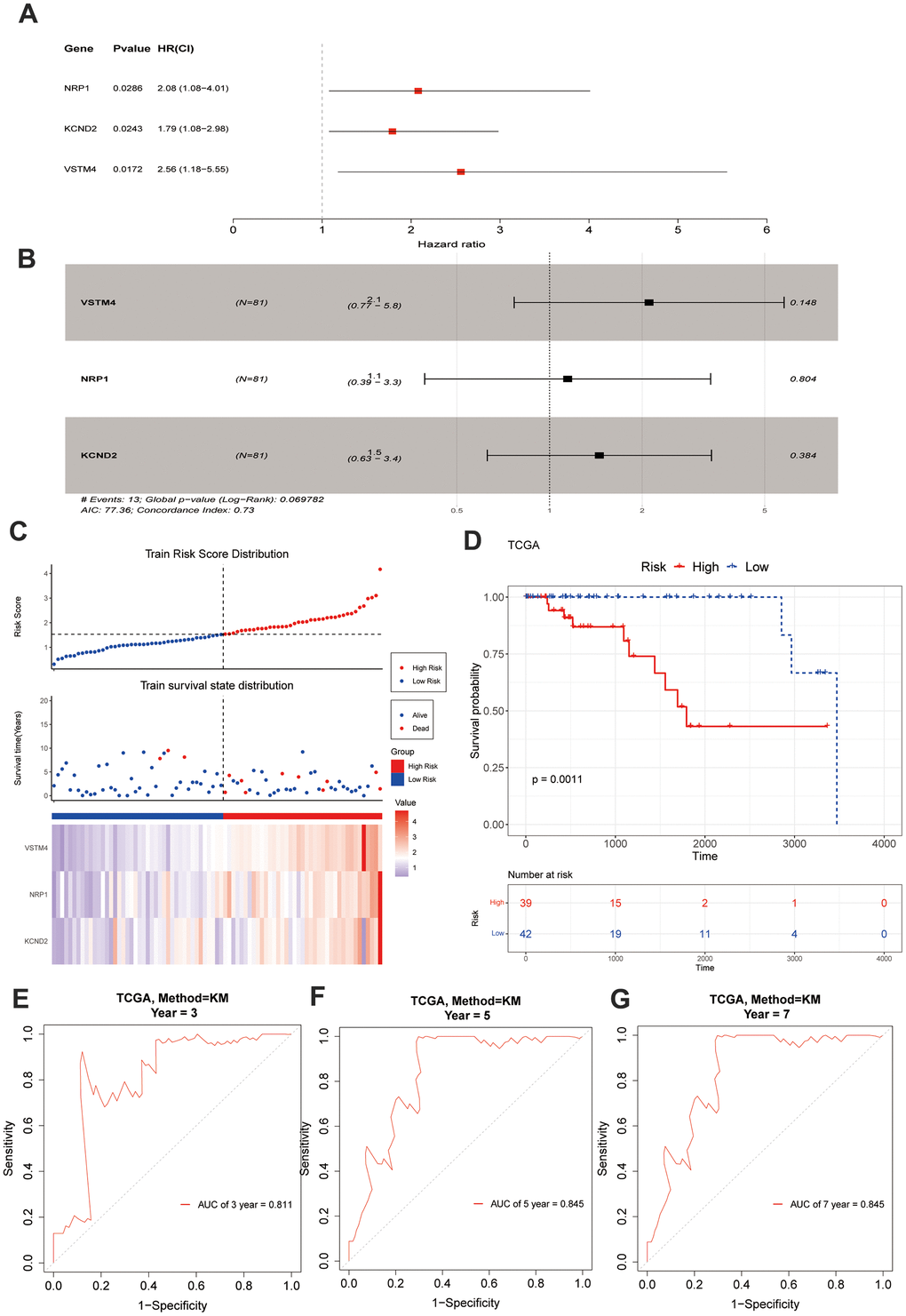 Construction and evaluation of risk score. (A, B) A forest chart exhibits VM-associated genes obtained through regression analysis. (C) The model delineates the patients' risk score distribution, their survival status, and a heatmap illustrating the gene expression. (D) A significant survival discrepancy was noted between the high-risk and low-risk groups, as evidenced by their respective KM survival curves. (E–G) The ROC curves from the training set display distinct AUC values corresponding to the 3-year, 5-year, and 7-year overall survival times, respectively.