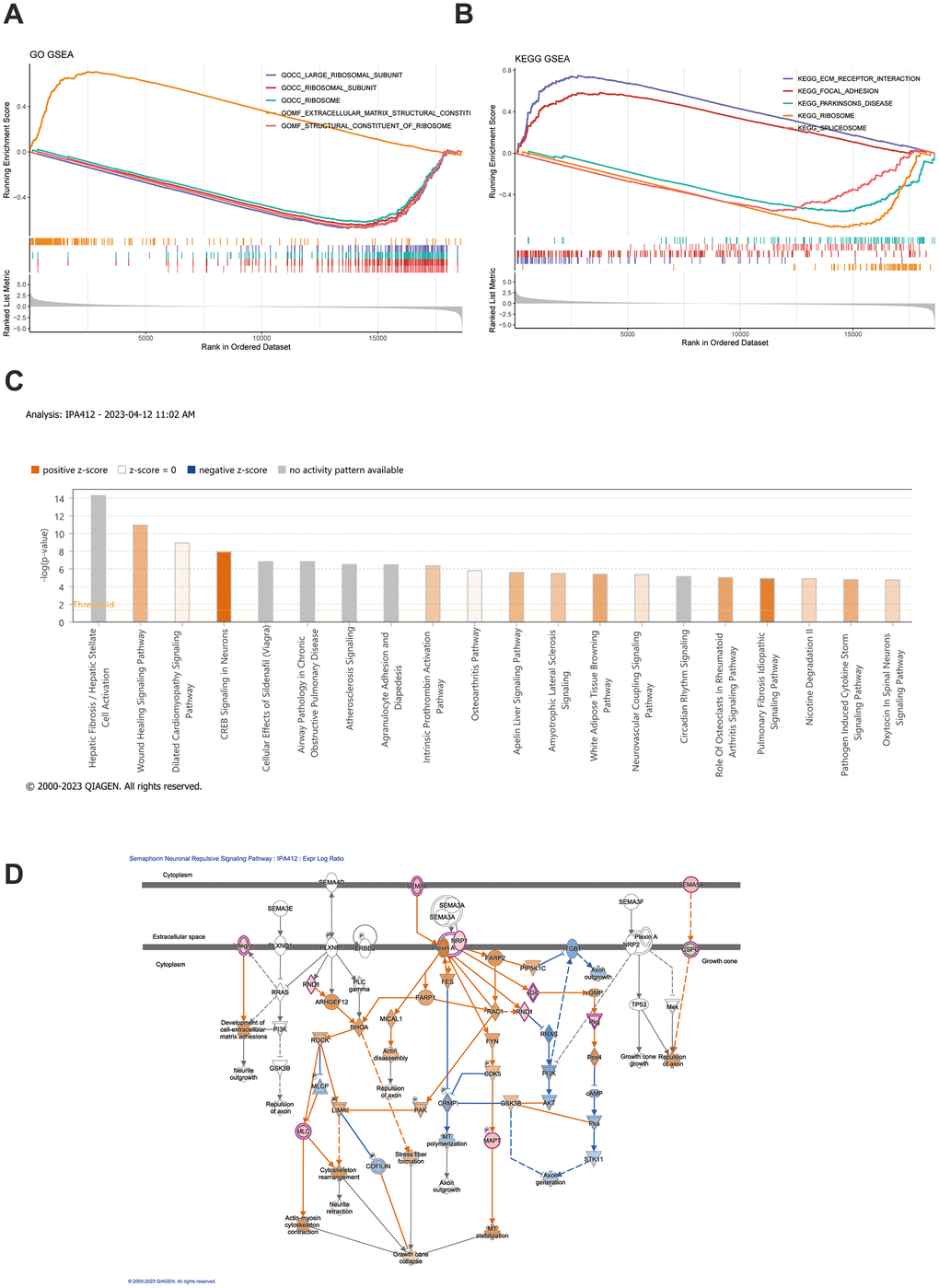 GSEA and IPA analysis. (A, B) GSEA enrichment analysis was conducted based on both GO gene sets and KEGG gene sets. The top 5 most significant pathways were selected for depiction in the GSEA enrichment analysis. (C) IPA examination uncovers the abundance of distinct gene expression between the high-risk and low-risk groups. (D) Depiction of the functional roles of the key mRNAs in the signaling pathway corresponds to the highest absolute z-score.