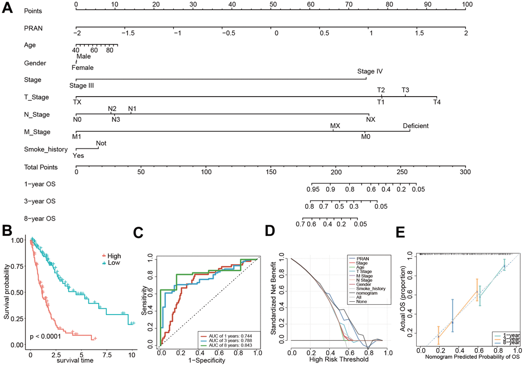 Construction and validation of the PRAN score-based nomogram. (A) The nomogram plot was constructed in the training cohort with incorporation of PRAN and clinical characteristics. (B) Kaplan-Meier survival curves based on PRAN scores calculated using the nomogram. (C) ROC curves for predicting 1-year, 3-year and 8-year OS for the nomogram. (D) Decision curve analysis of nomogram, PRAN risk model and clinical characteristics. The black line in this Figure indicates the assumption of no patient death. (E) Nomogram calibration plot based on the agreement between predicted and observed values at 1, 3, and 8 years. X-axis is nomogram predicted overall survival, y-axis is actual overall survival, dashed line is ideal performance of nomogram, and 95% confidence interval is represented by closed vertical line.
