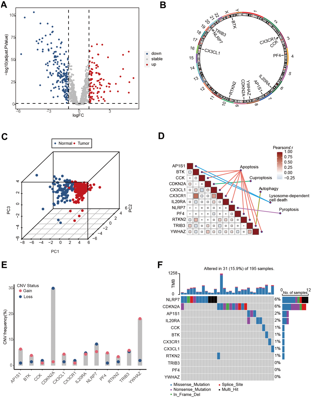 The landscape of genetic and transcriptional alterations of PCD genes in TCGA-Advanced NSCLC. (A) Volcano plot depicting the differential expression of PCD genes between tumor and normal samples. (B) Circos plot illustrating the chromosomal distribution of 12 prognosis related differential PCD genes. Each outer circle represents a chromosome, and the connecting lines display the genomic location of the PCD genes. (C) Principal Component Analysis (PCA) plot of 12 PCD-related genes. (D) Correlation analysis heatmap of 12 PCD-related genes in the TCGA-Advanced NSCLC dataset. The color scale represents the correlation coefficients, with red indicating positive correlation and blue indicating negative correlation. (E) Copy Number Variation (CNV) frequencies of 12 PCD-related genes. (F) Mutation frequencies of 12 PCD-associated differential genes in the TCGA-Advanced NSCLC cohort. The column height represents the frequency of mutations, and different types of mutations are distinguished by color.