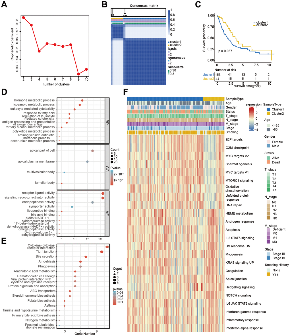 Cluster analysis of 12 PCD-related genes in TCGA-Advanced NSCLC dataset. (A) Non-negative Matrix Factorization (NMF) clustering of twelve PCD-related genes. The correlation coefficients at k = 2-10 are presented in the Figure. (B) Consistency plot illustrating the stability of NMF clustering results. (C) Kaplan-Meier (KM) survival curves of patients in PCD-related clusters. (D) Gene Ontology (GO) analysis of differential genes between cluster 1 and cluster 2. (E) Kyoto Encyclopedia of Genes and Genomes (KEGG) analysis of differential genes between cluster 1 and cluster 2. (F) Heatmap displaying the hallmark pathways in different PCD clusters.