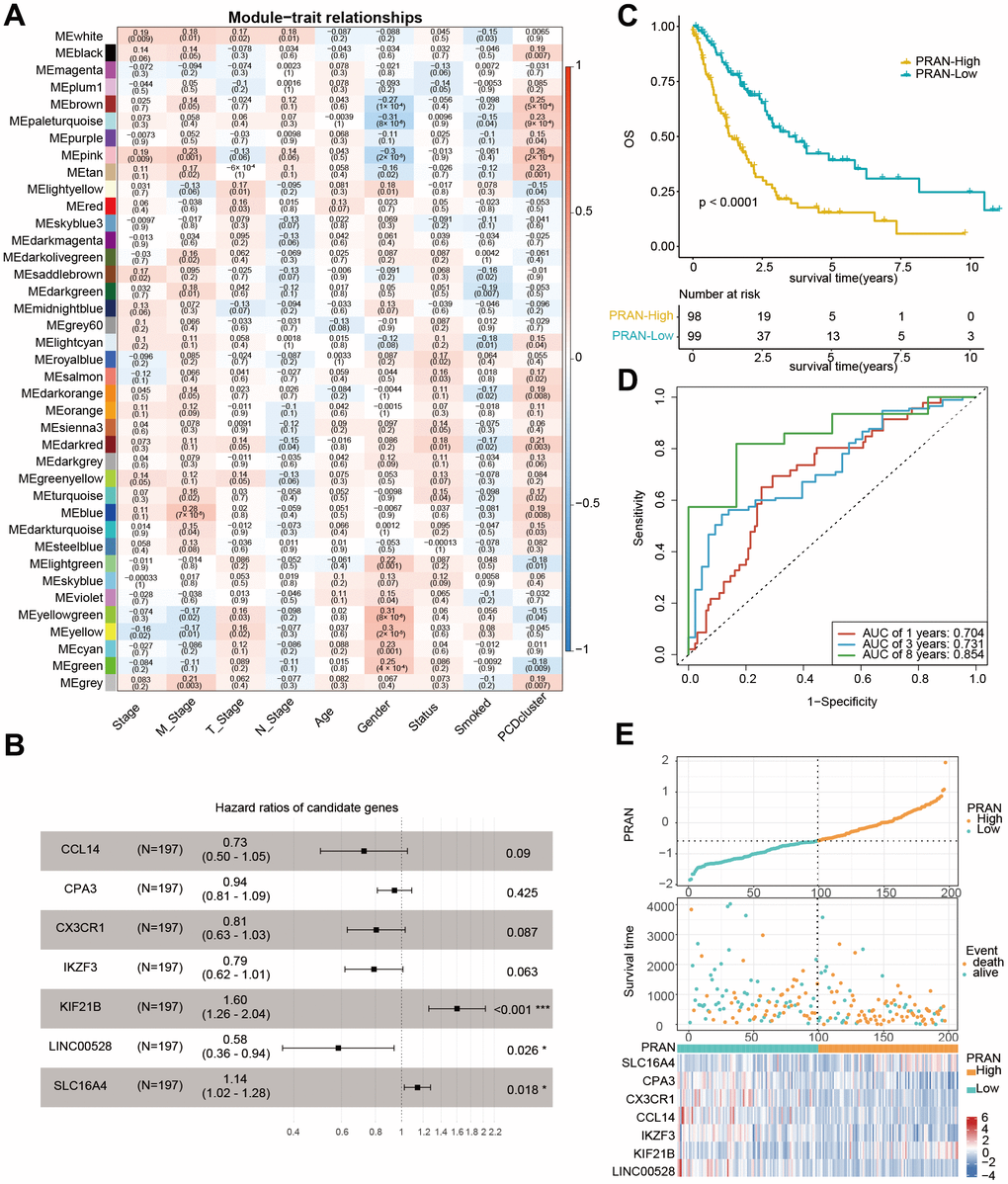 Development of prognostic signature using PCD-related genes in TCGA-Advanced NSCLC dataset. (A) Heatmap of correlation between gene modules and clinical traits, each cell containing Pearson’s correlation coefficient and p-value. (B) Forest plot depicting the associations between the expression levels of seven PCD genes and overall survival (OS) in the training cohort. Hazard Ratio (HR), 95% Confidence Interval (CI), and p-value were determined by multivariate Cox regression analysis. (C) Kaplan-Meier (KM) curve analysis of the prognostic model in the training set, showing the survival differences between high-risk and low-risk groups. (D) Time-dependent receiver operating characteristic (ROC) curves and area under the curve (AUC) values of the PRAN model for predicting survival status in 1-, 3-, and 8-year. (E) Comparison of PRAN scores, survival status, and expression of seven PCD genes between PRAN-High and PRAN-Low groups. P-value: * 