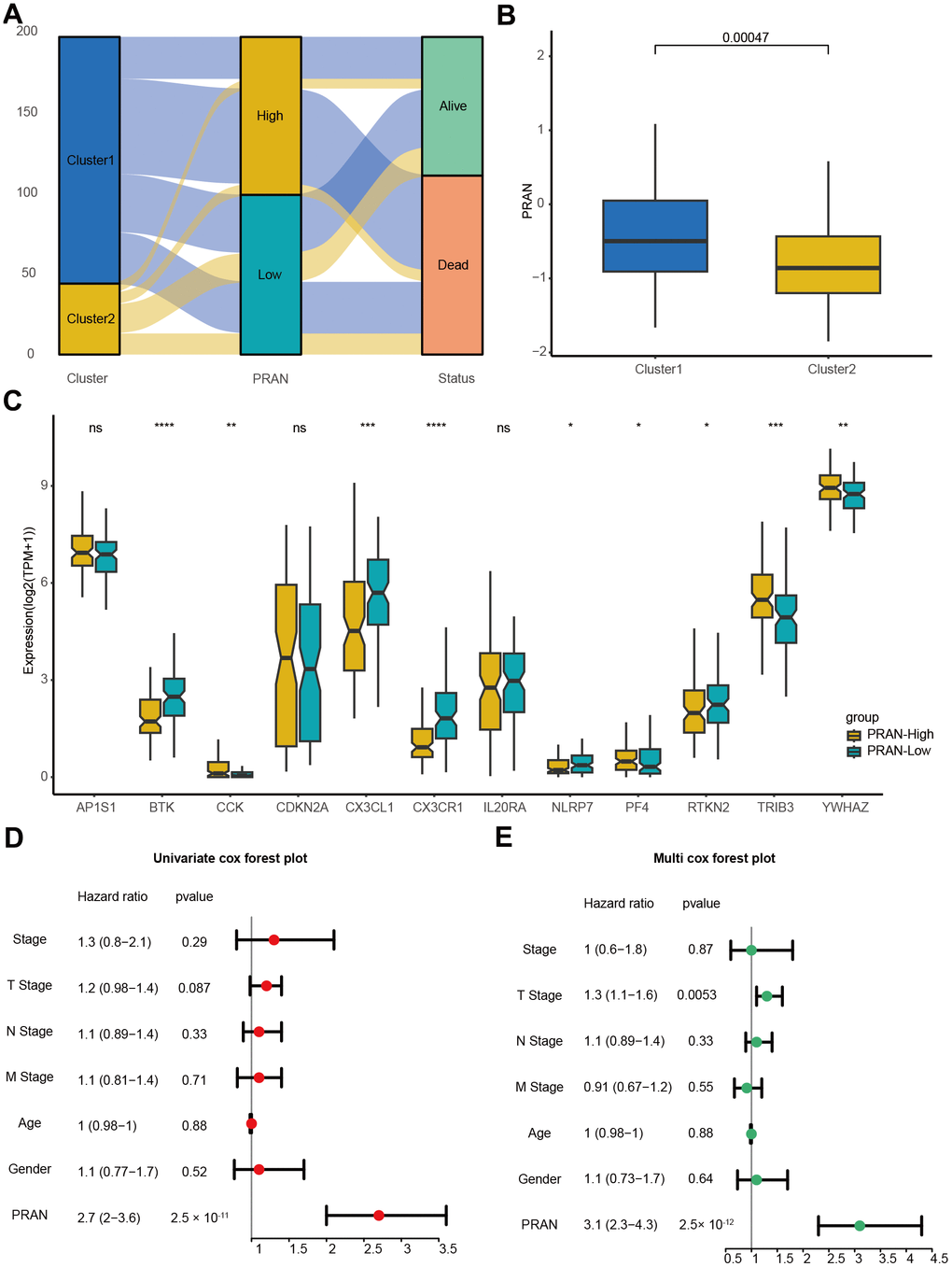 The correlation validation of PRAN risk model in TCGA-Advanced NSCLC dataset. (A) The Sankey plot illustrates the distribution of PCD risk groups, PCD clusters, and survival outcomes. (B) Box plots depicting the relationship between PCD clusters and PRAN risk groups. (C) Box plots showing the expression levels of 12 PCD-related prognosis genes between PRAN-High and PRAN-Low groups. (D) Univariate Cox regression analysis of PCD risk scores and clinical variables. (E) Multivariate Cox regression analysis of PCD risk scores and clinical variables. P-value: ns >=0.05; * 