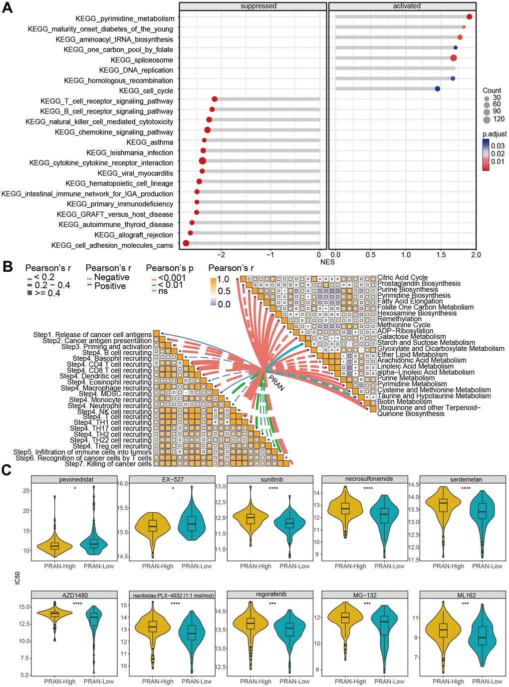 Biological function analysis and drug-susceptibility analysis of PRAN risk model in TCGA-Advanced NSCLC dataset. (A) The lollipop plot displays the top 10 significantly enriched suppressed pathways and all activated pathways in the PRAN-High and PRAN-Low groups. (B) Pearson correlation analysis demonstrates the relationship between PCD scores and cancer immune cycle activity (left) and metabolism-related pathways (right). (C) Sensitivity analysis of anti-tumor drugs between PRAN-High and PRAN-Low groups. P-value: ns >=0.05; * 