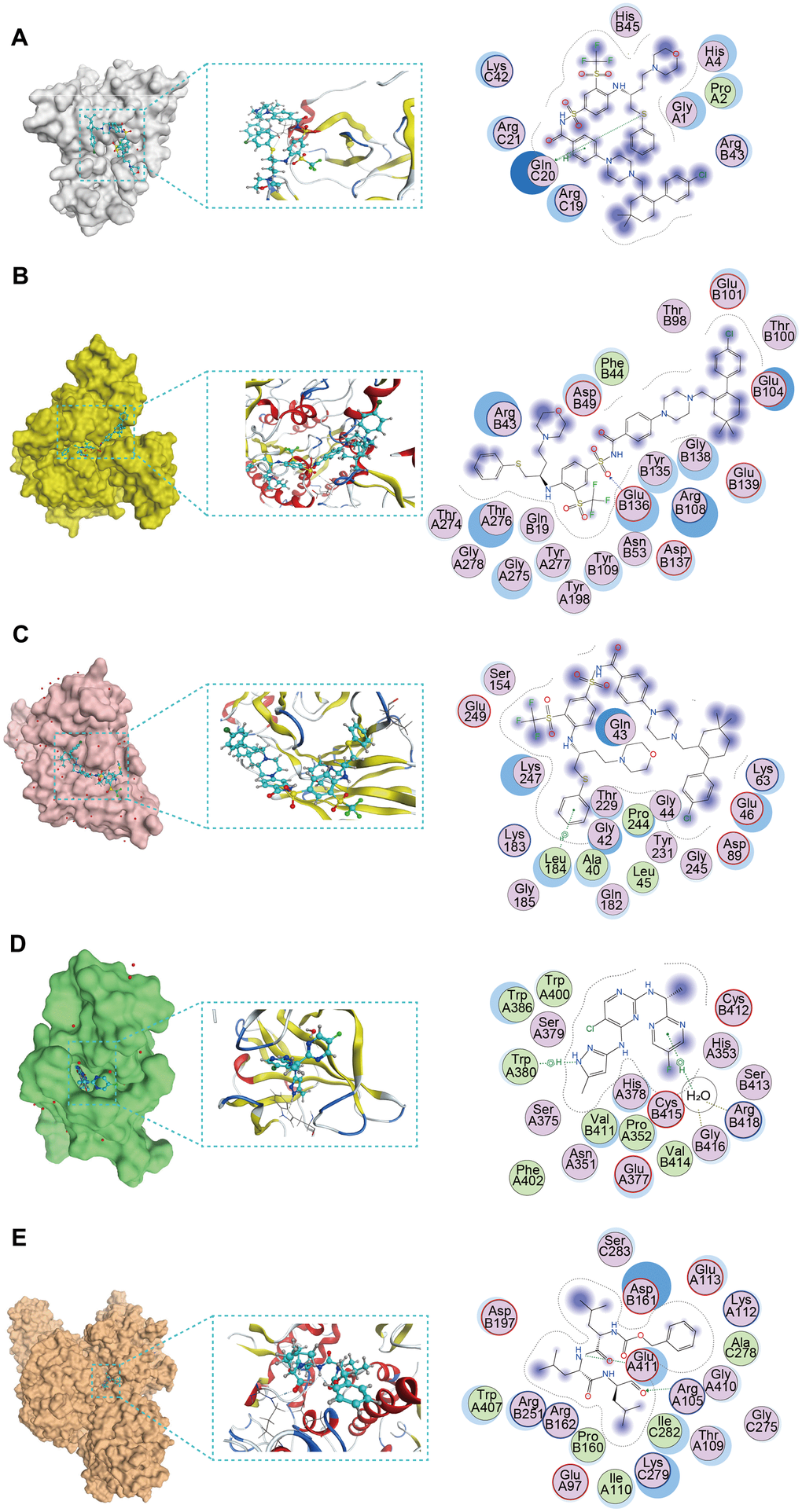 The molecular docking posture predicting for the sensitive anti-tumor drugs and targeted PCD genes. (A) Docking position of CCL14 active pocket with navitoclax. (B) Docking position of CPA3 active pocket with navitoclax. (C) Docking position of CX3CR1 with navitoclax. (D) Docking position of IKZF3 with AZD1480. (E) Docking position of KIF21B with MG-132.