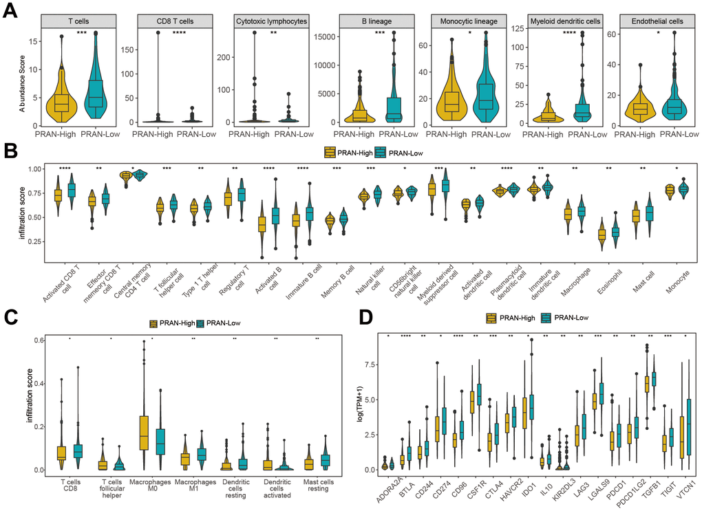 Immune infiltration analysis of PRAN-High and PRAN-Low groups TCGA-Advanced NSCLC dataset. (A) Violin plot showing the immune cell enrichment scores of PRAN-High and PRAN-Low groups, assessed using MCPcounter. (B) The ssGSEA algorithm shows the immune cell infiltration of immune-related functions and pathways in PRAN-High and PRAN-Low groups. (C) Immune cell infiltration content of PRAN-High and PRAN-Low groups was analyzed using the CIBERSORT algorithm. The analysis provides insights into the proportion of different immune cell types in each risk group. (D) Expression of immunoinhibitor genes between PRAN-High and PRAN-Low groups. P-value: * 
