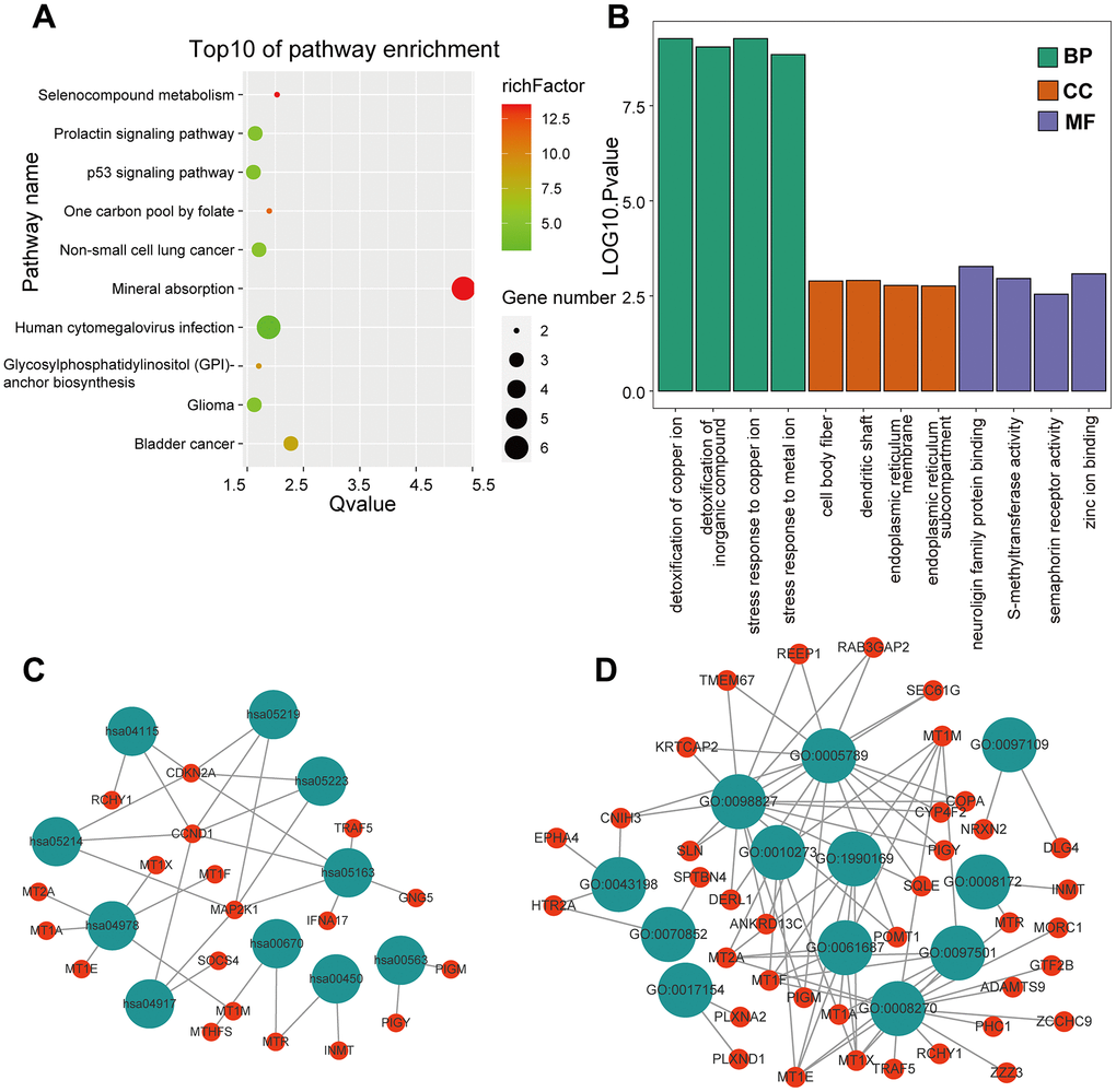 GO and KEGG enrichment analysis in the GEO cohort. (A) The bubble graph package was applied to visualize the results of KEGG enrichment analysis; the bubble size represented the number of enriched genes, and the color represented the enrichment ratio in the GSE33382 data set. (B) The bar graph for GO enrichment analysis; length represented significance in the GSE33382 data set. (C) A functional enrichment network based on KEGG analysis of the GSE33382 data set. (D) A functional enrichment network based on GO analysis of the GSE33382 data set.