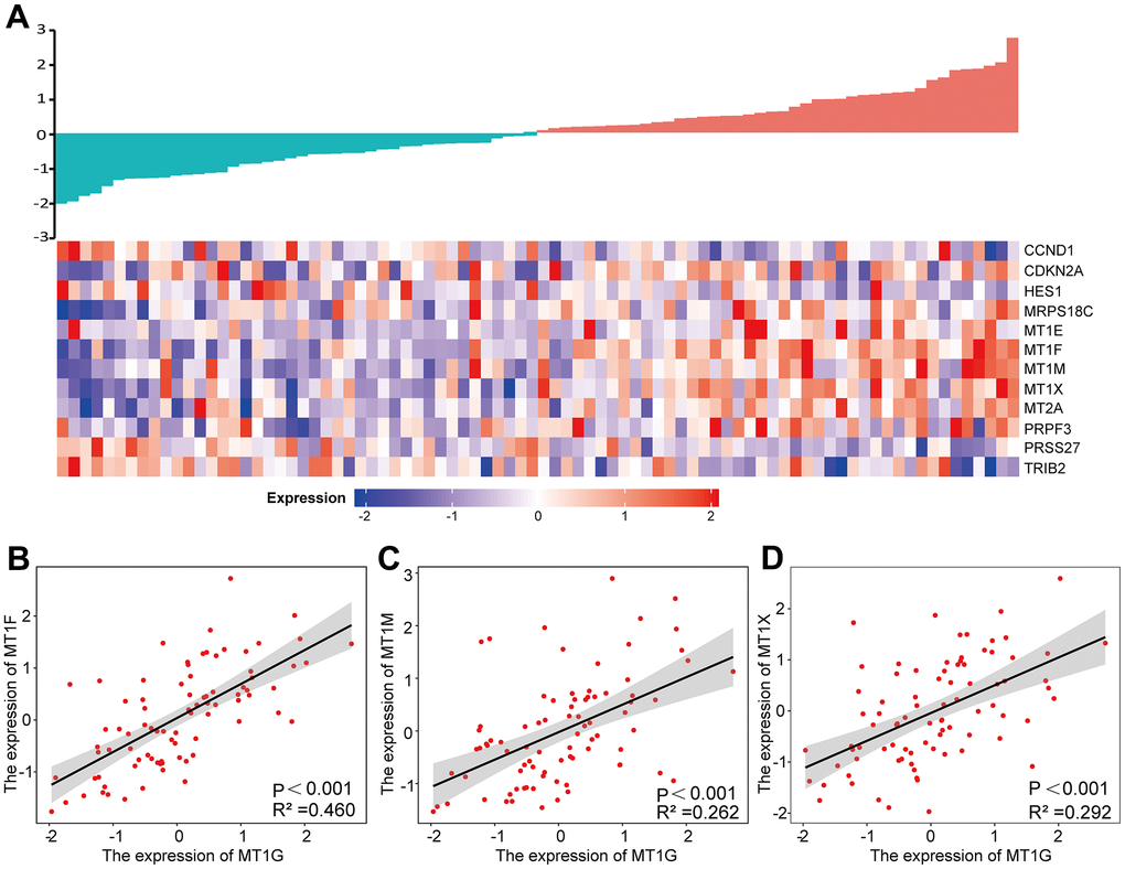 Expression analysis of MT1G-related genes. (A) A gene expression-related heatmap of the 12 common DEGs between GEO and TARGET datasets. (B–D) Expression correlations between MT1F, MT1M and MT1X and MT1G were shown as scatter plots. p 